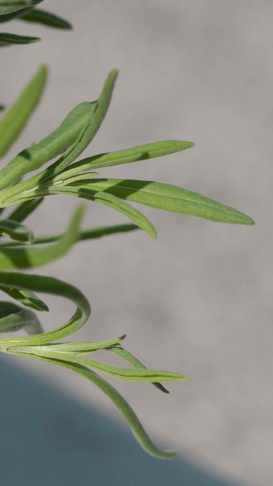 LAVANDA