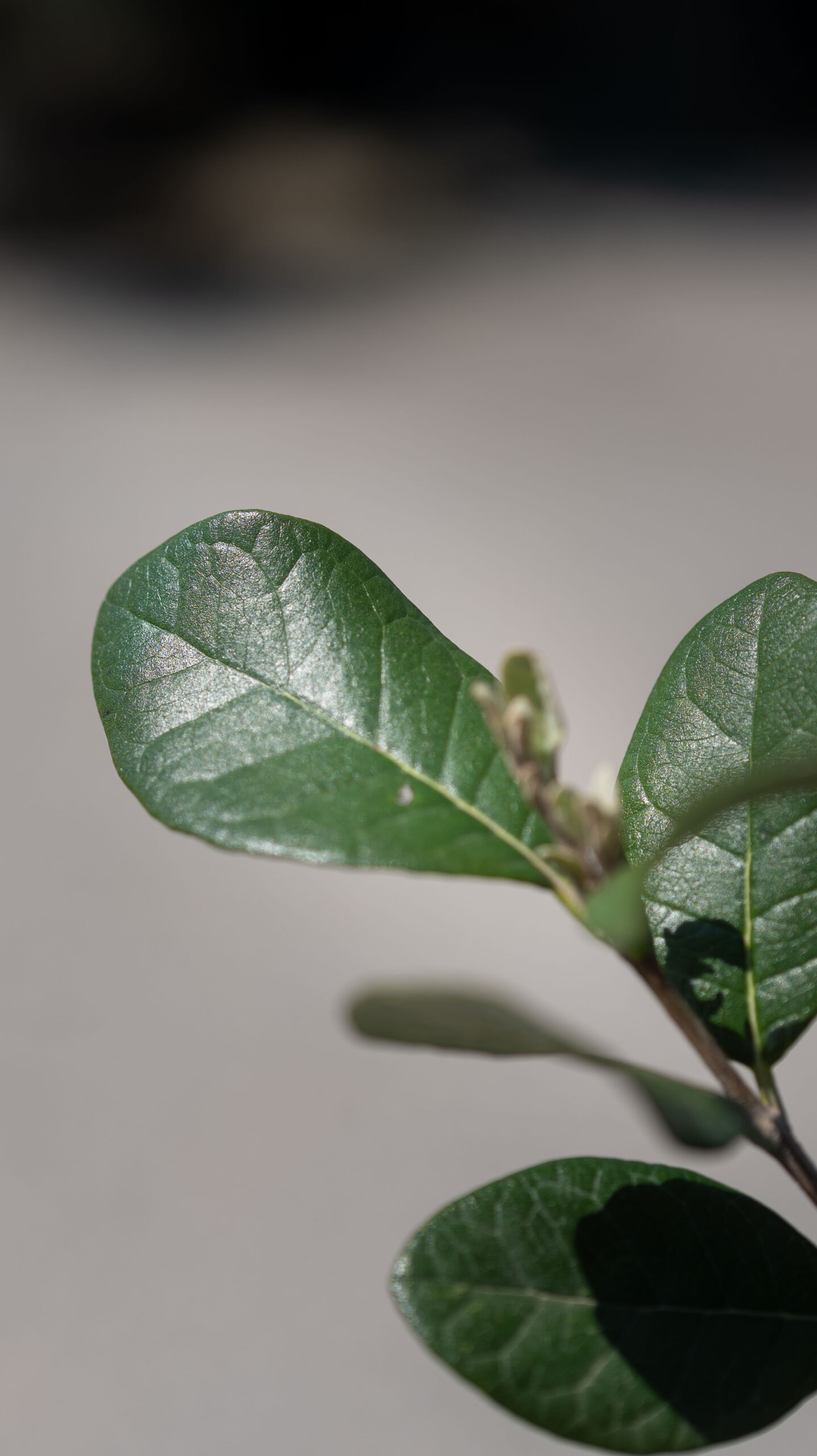 FEIJOA SELLOWIANA