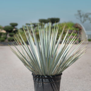 YUKKA ROSTRATA