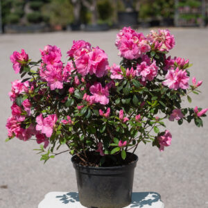 AZALEA ROSA