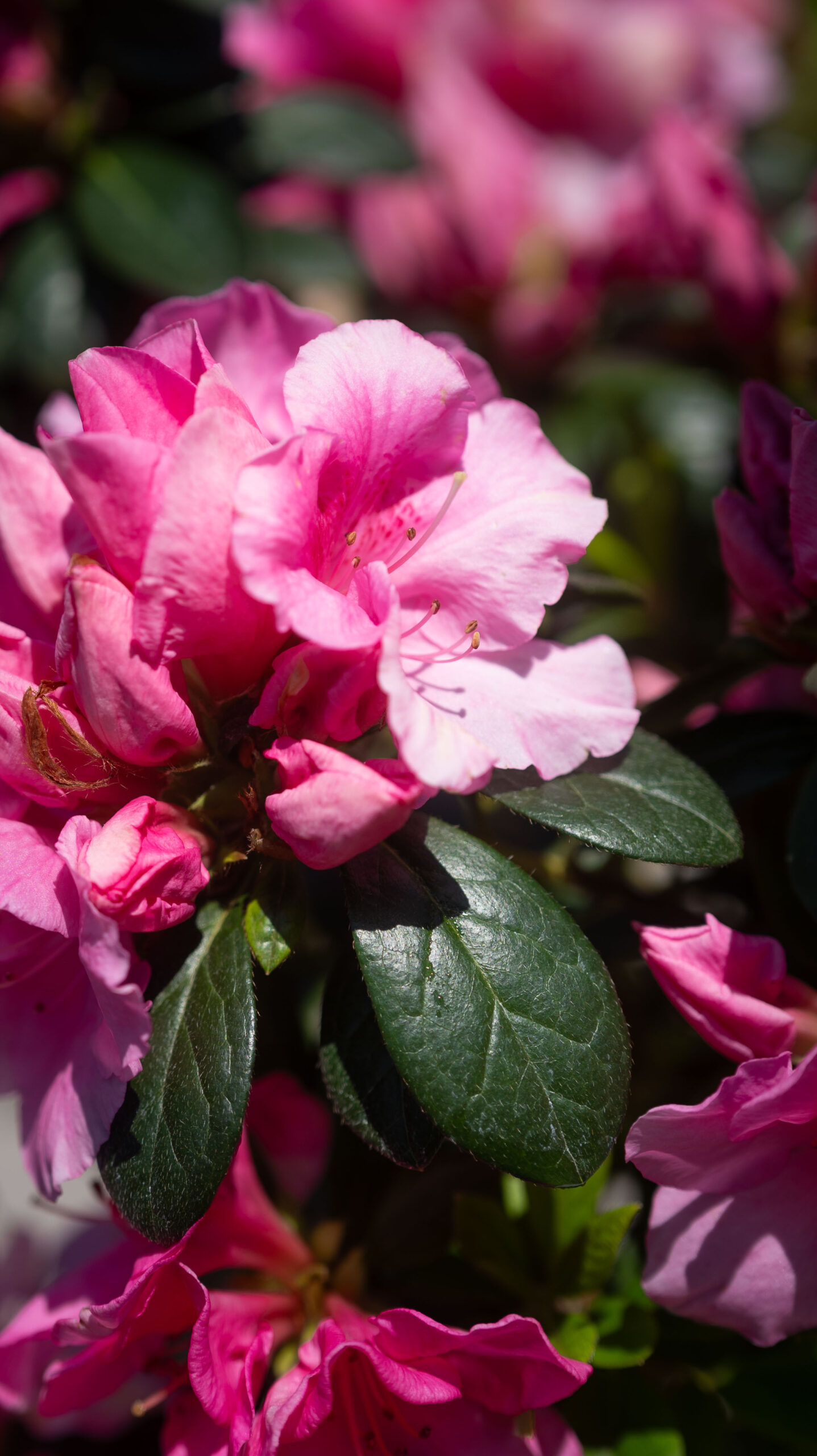 AZALEA ROSA