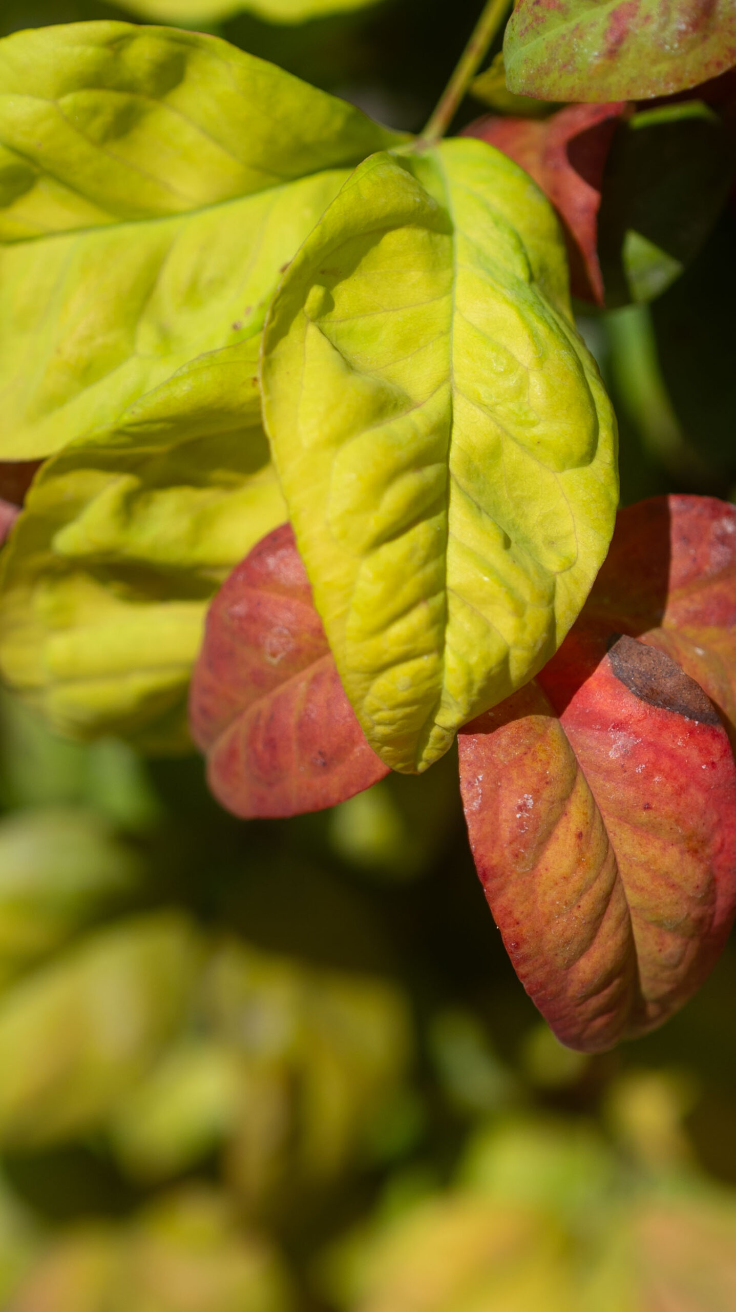 NANDINA FIRE POWER
