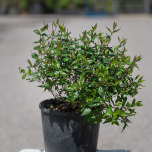 ABELIA GRANDIFLORA