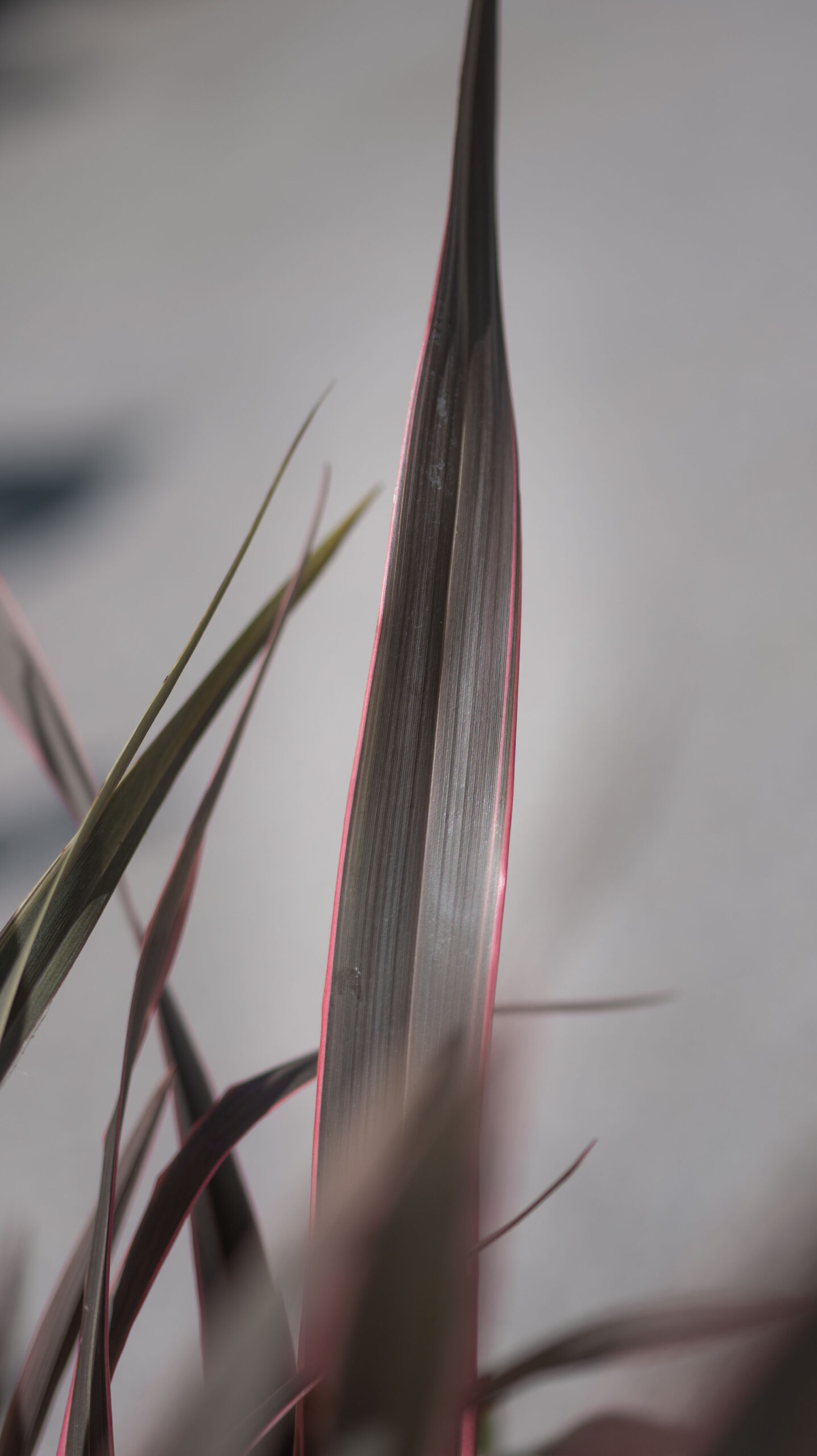 PHORMIUM ROSSO