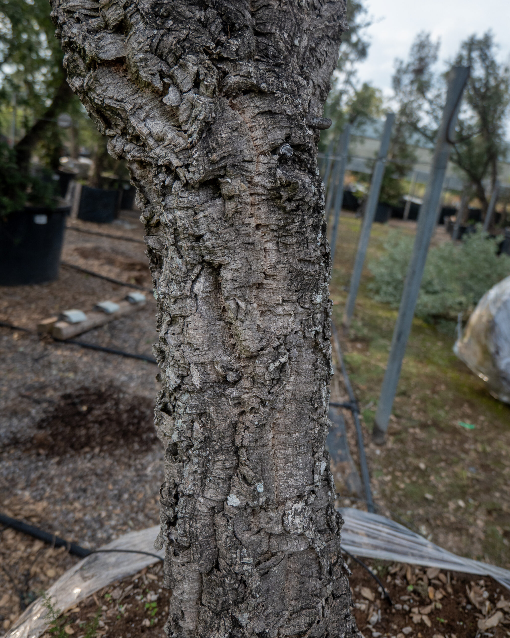 SUGHERA (QUERCUS SUBER)