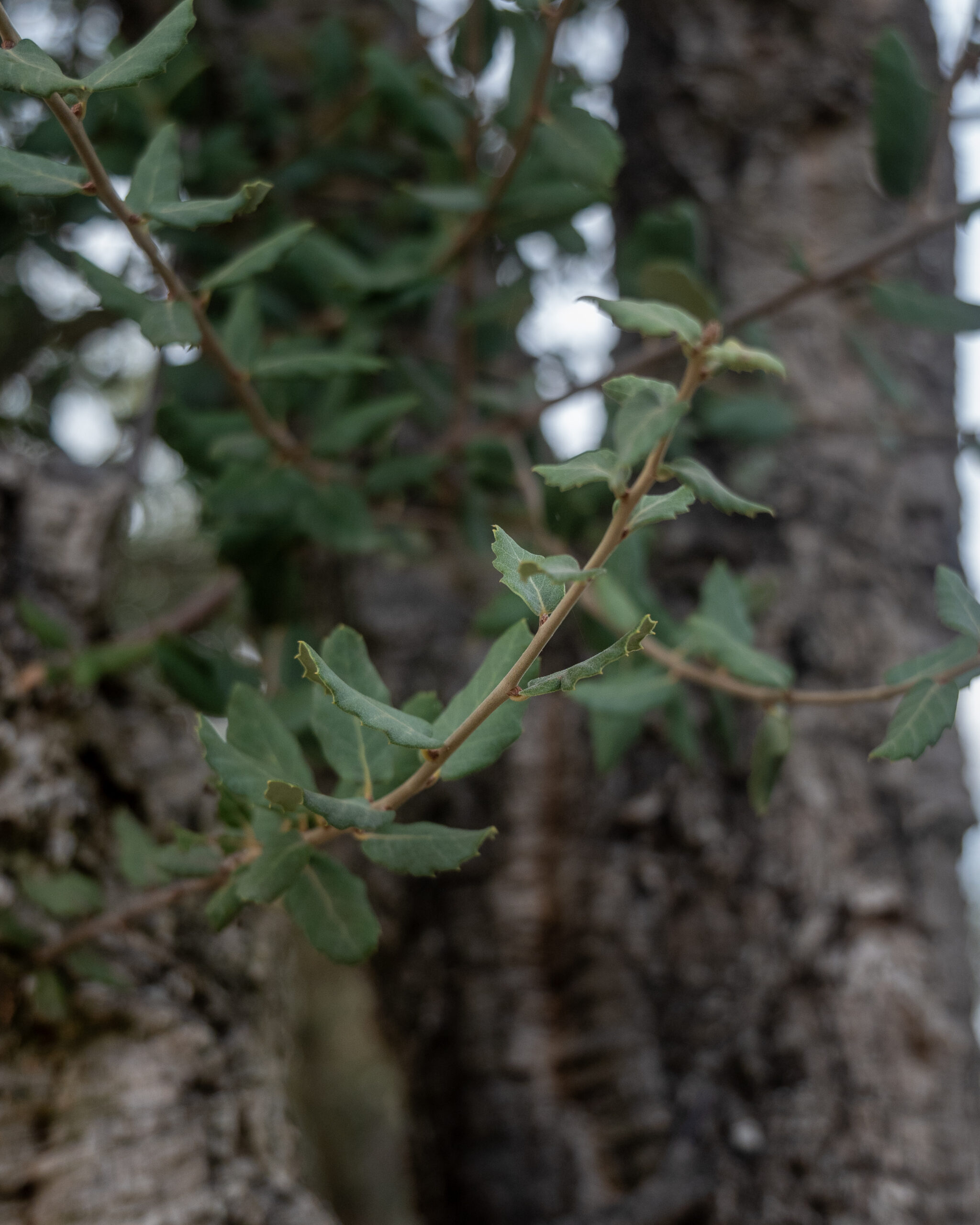 SUGHERA (QUERCUS SUBER)