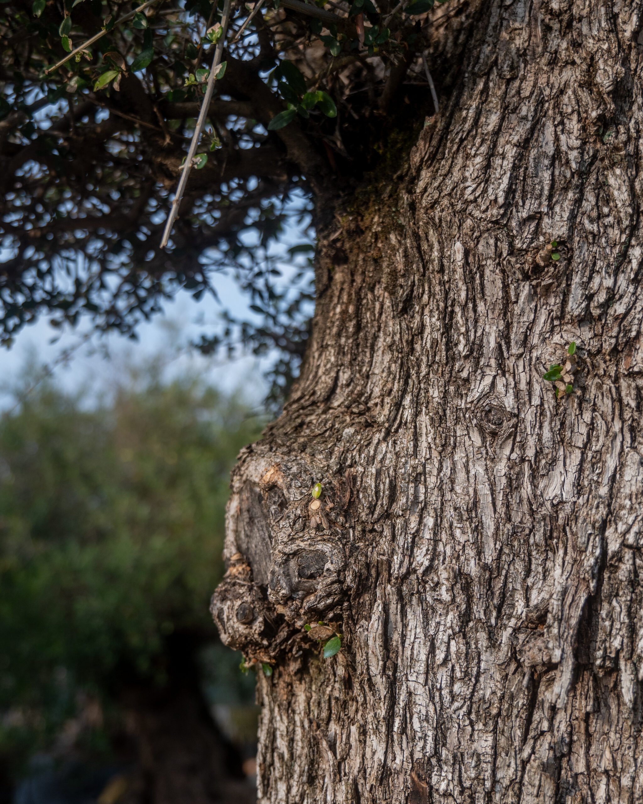 OLIVO A PALCHI