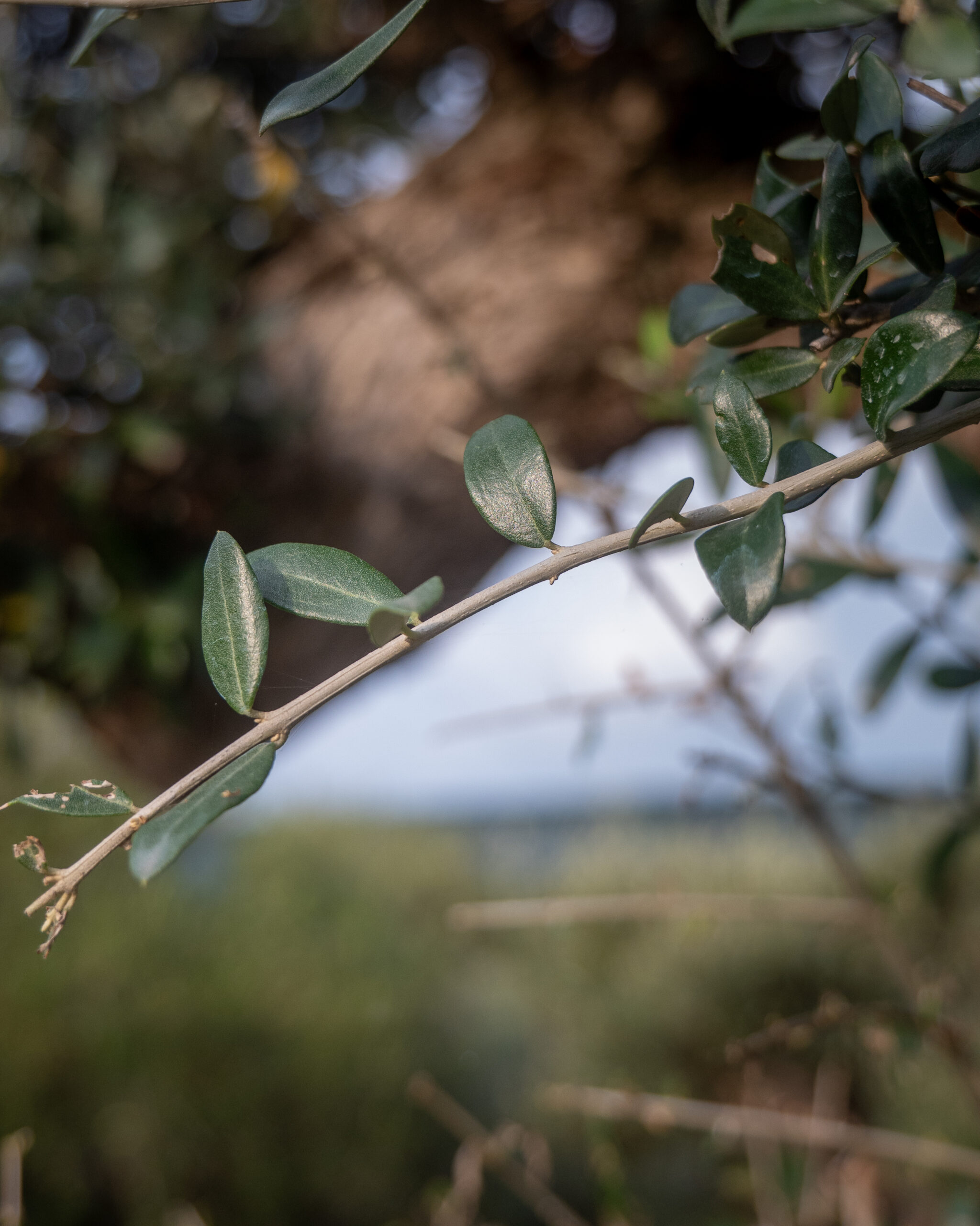 OLIVO A PALCHI