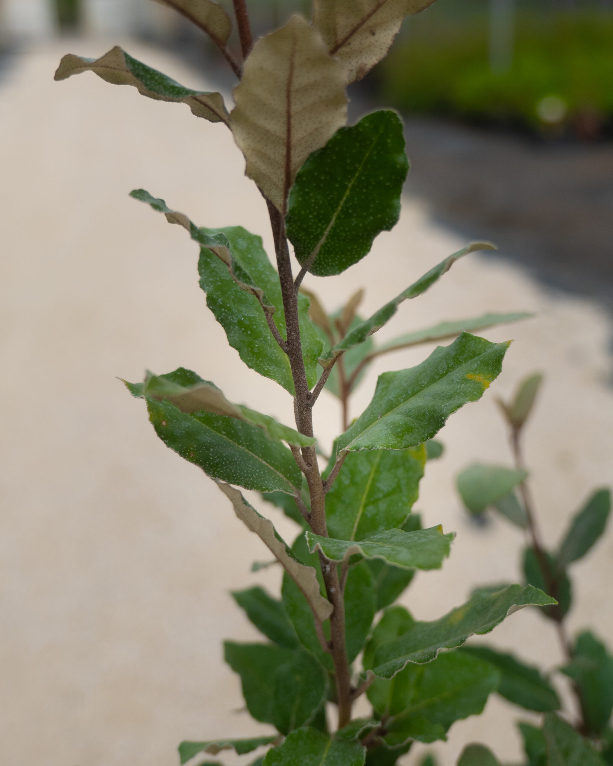 ELEAGNUS EBBINGEI