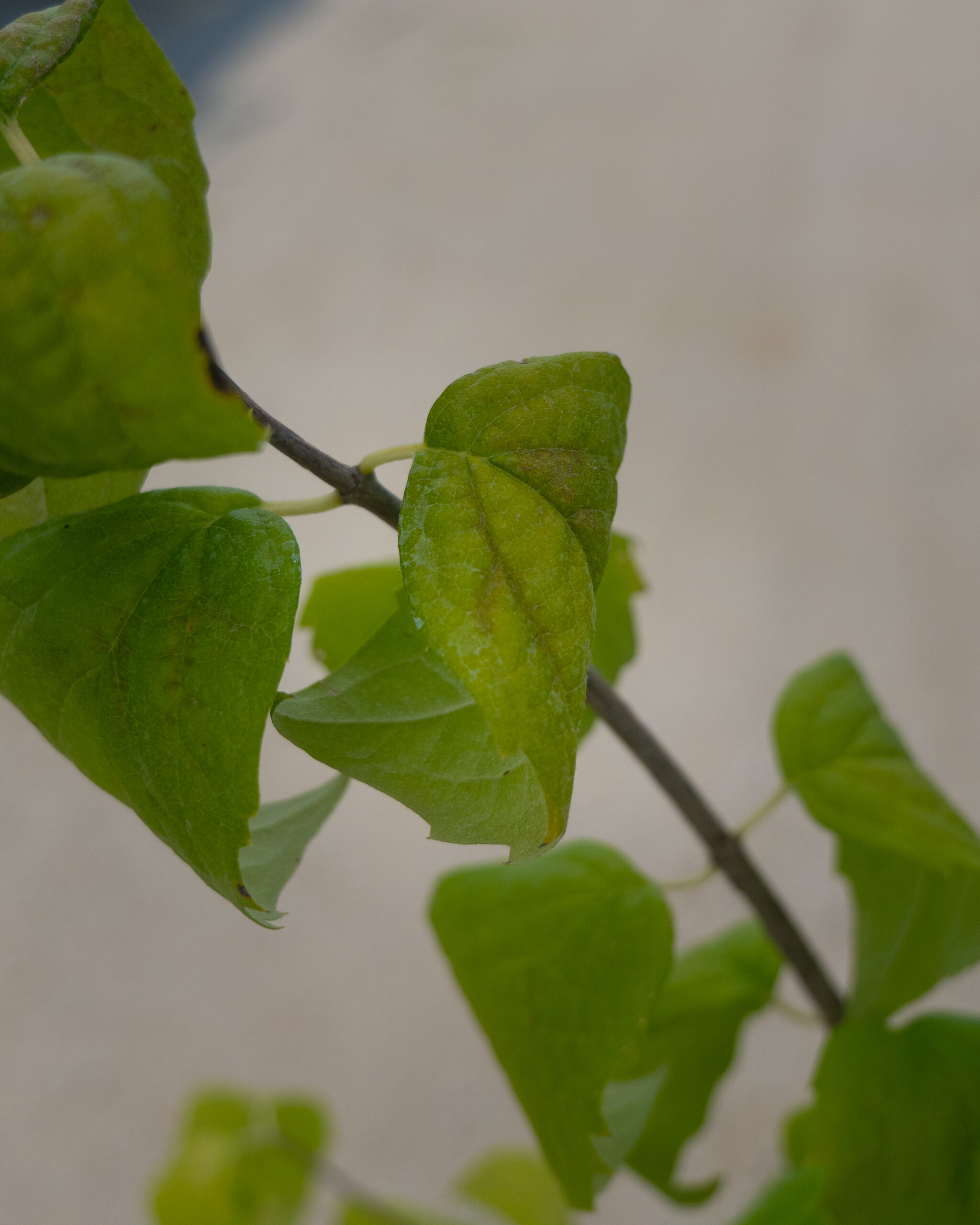 PHILADELPHUS