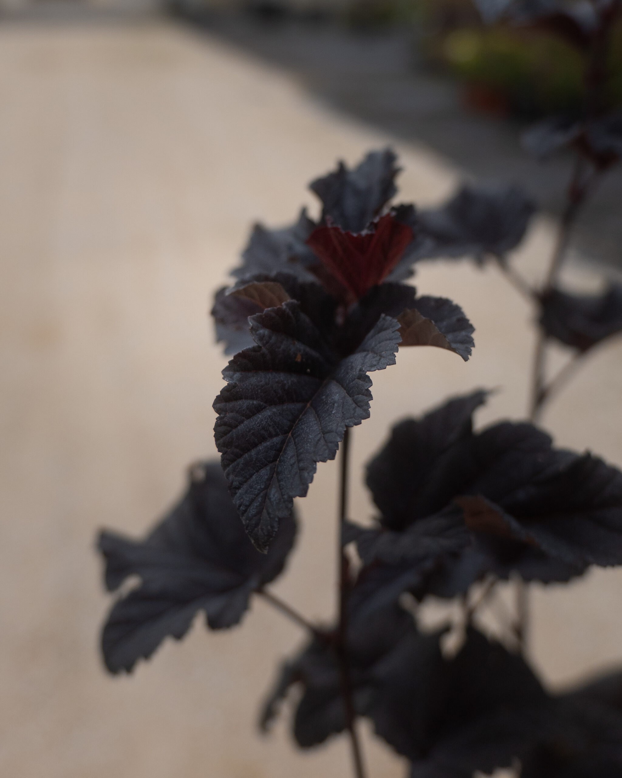 PHYSOCARPUS DIABOLO