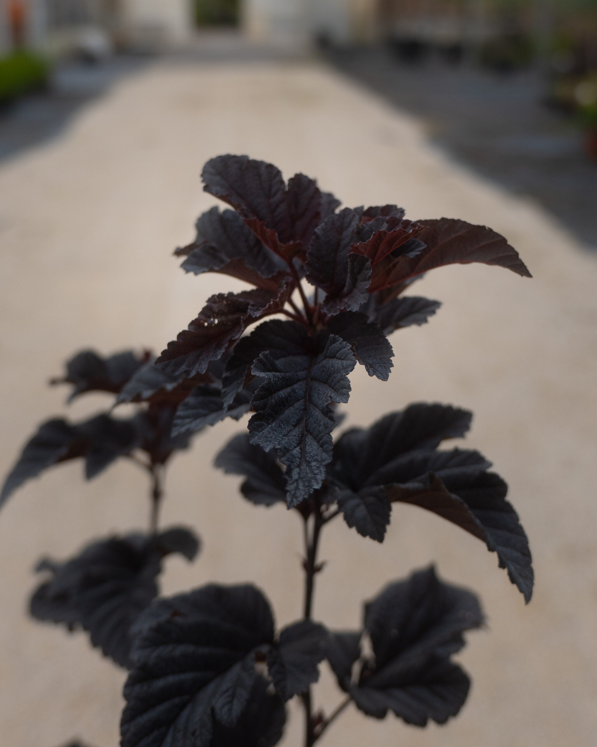 PHYSOCARPUS DIABOLO