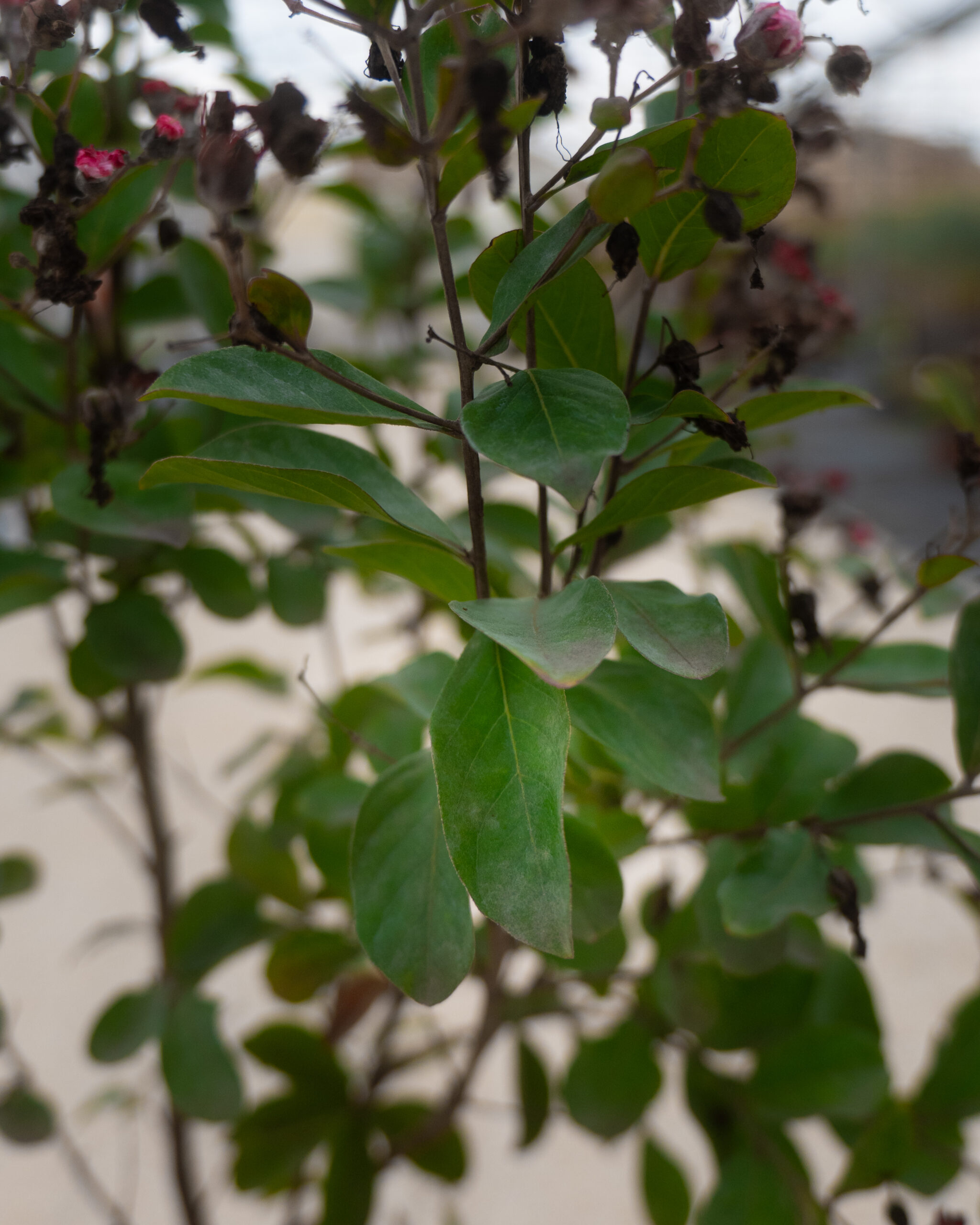 LAGESTROEMIA
