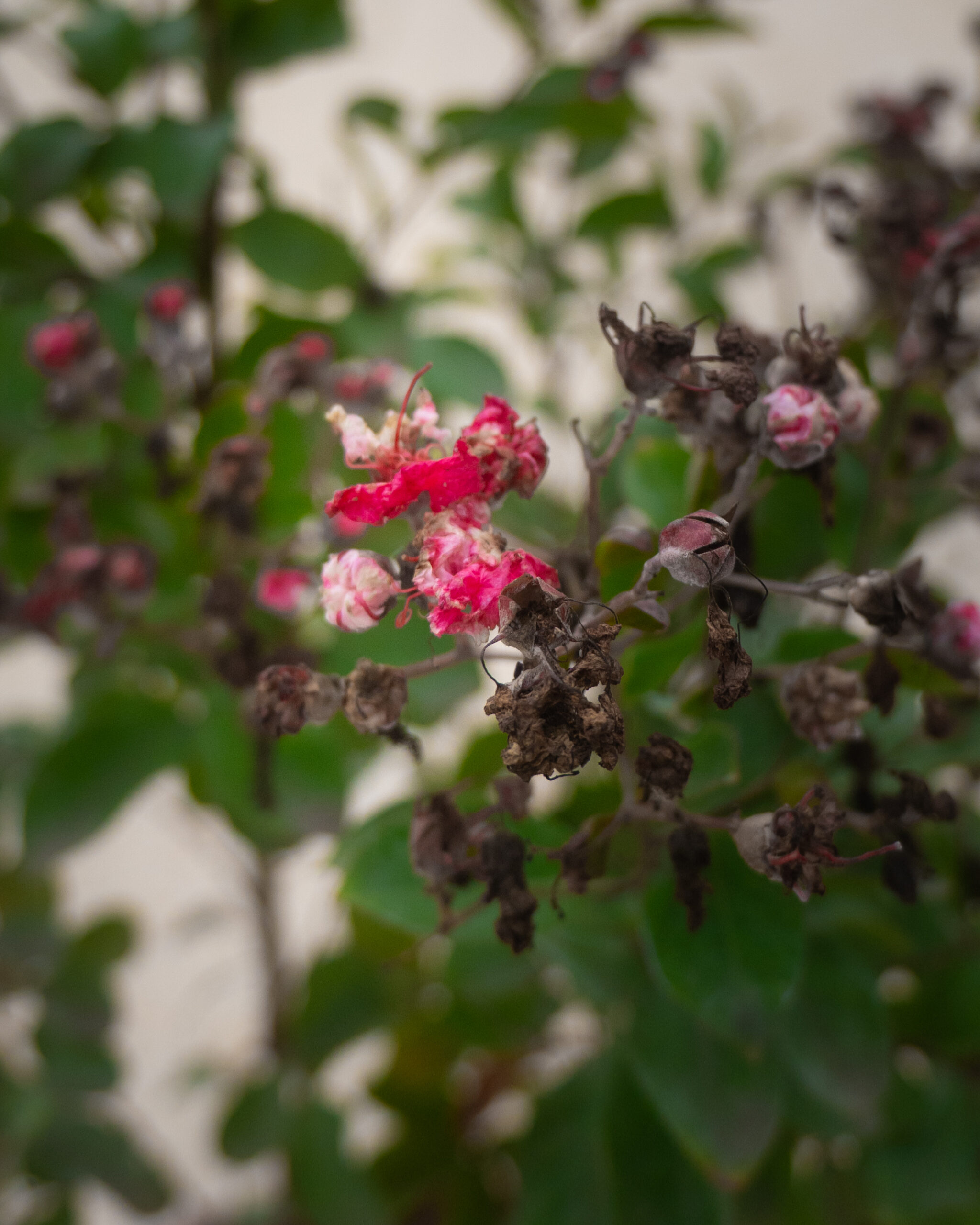 LAGESTROEMIA