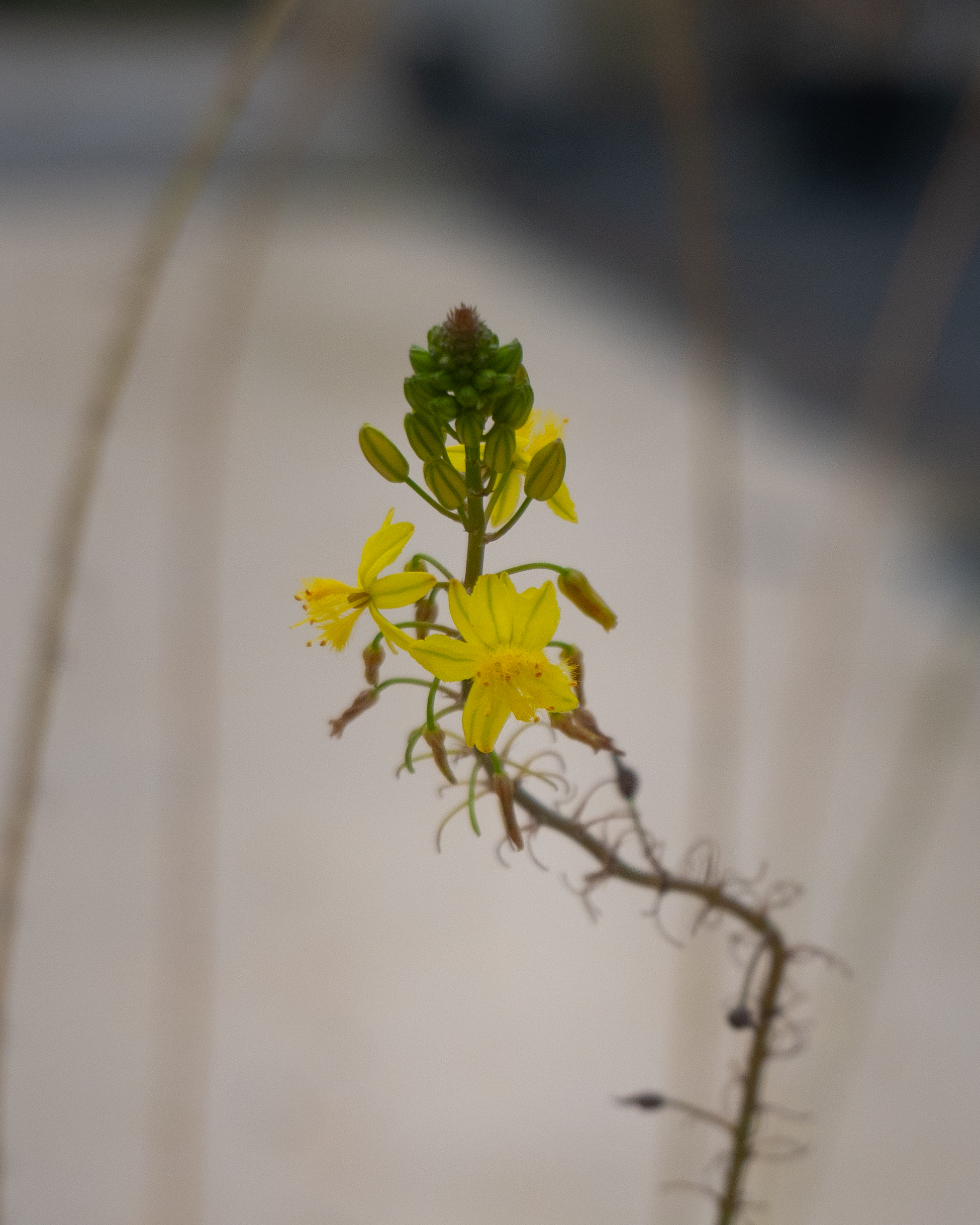 BULBINE FRUTESCENS