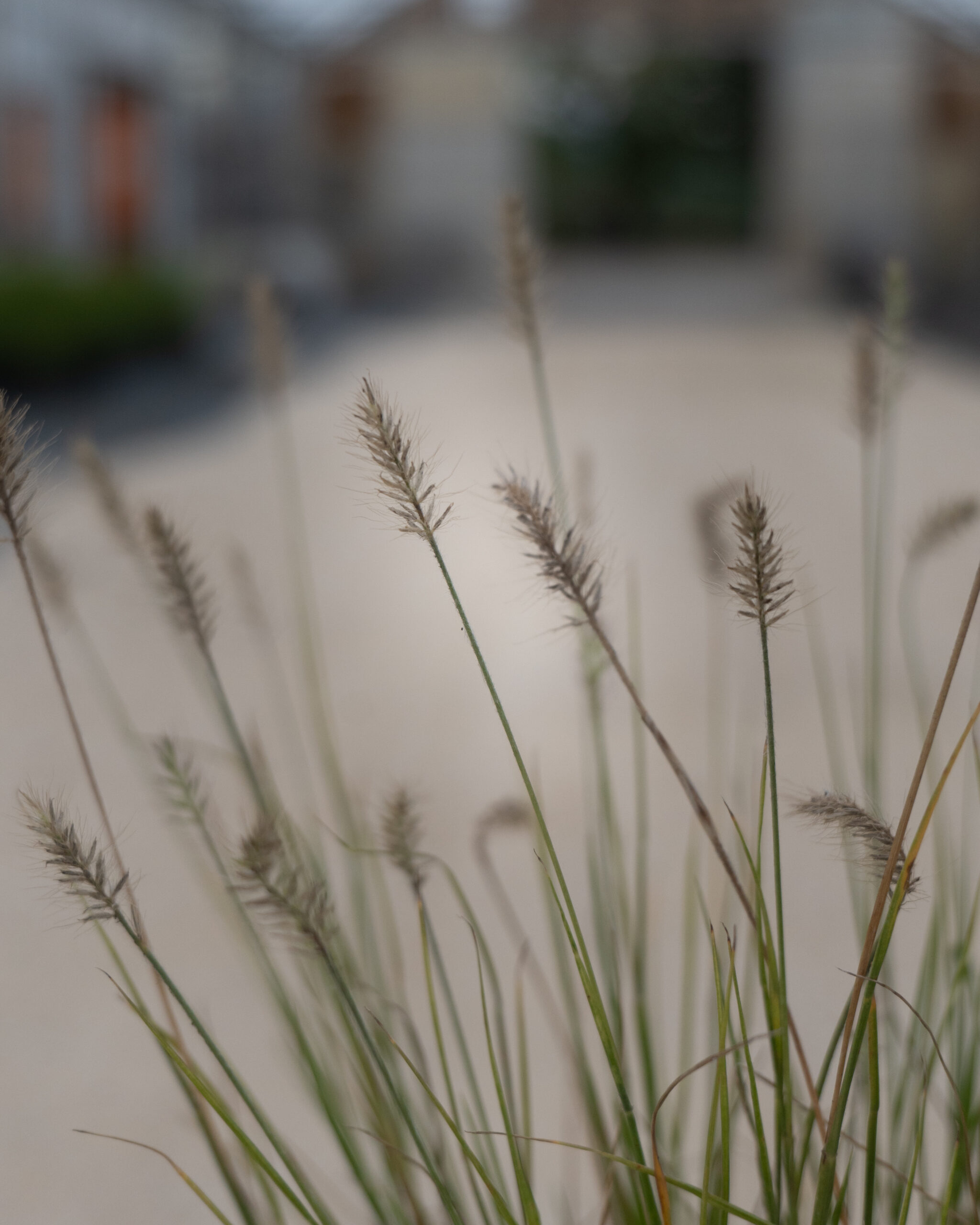 PENNISETUM LITTLE BUNNY