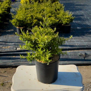 PYRACANTHA