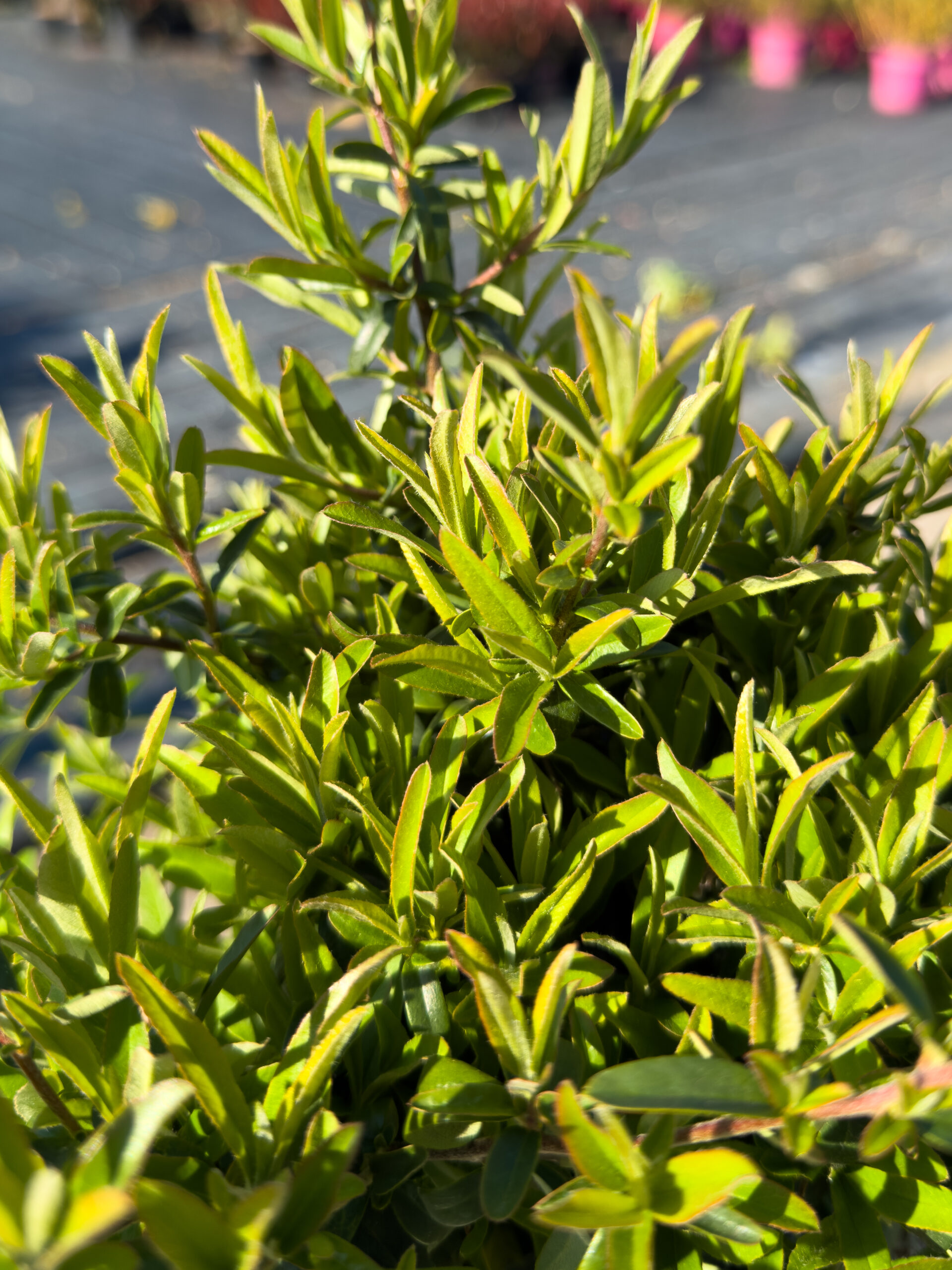 PYRACANTHA