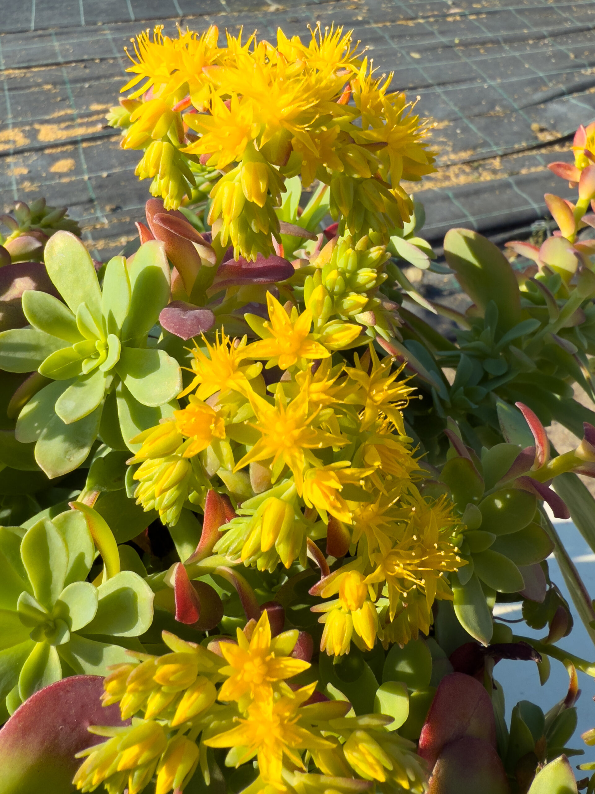 SEDUM PALMERI