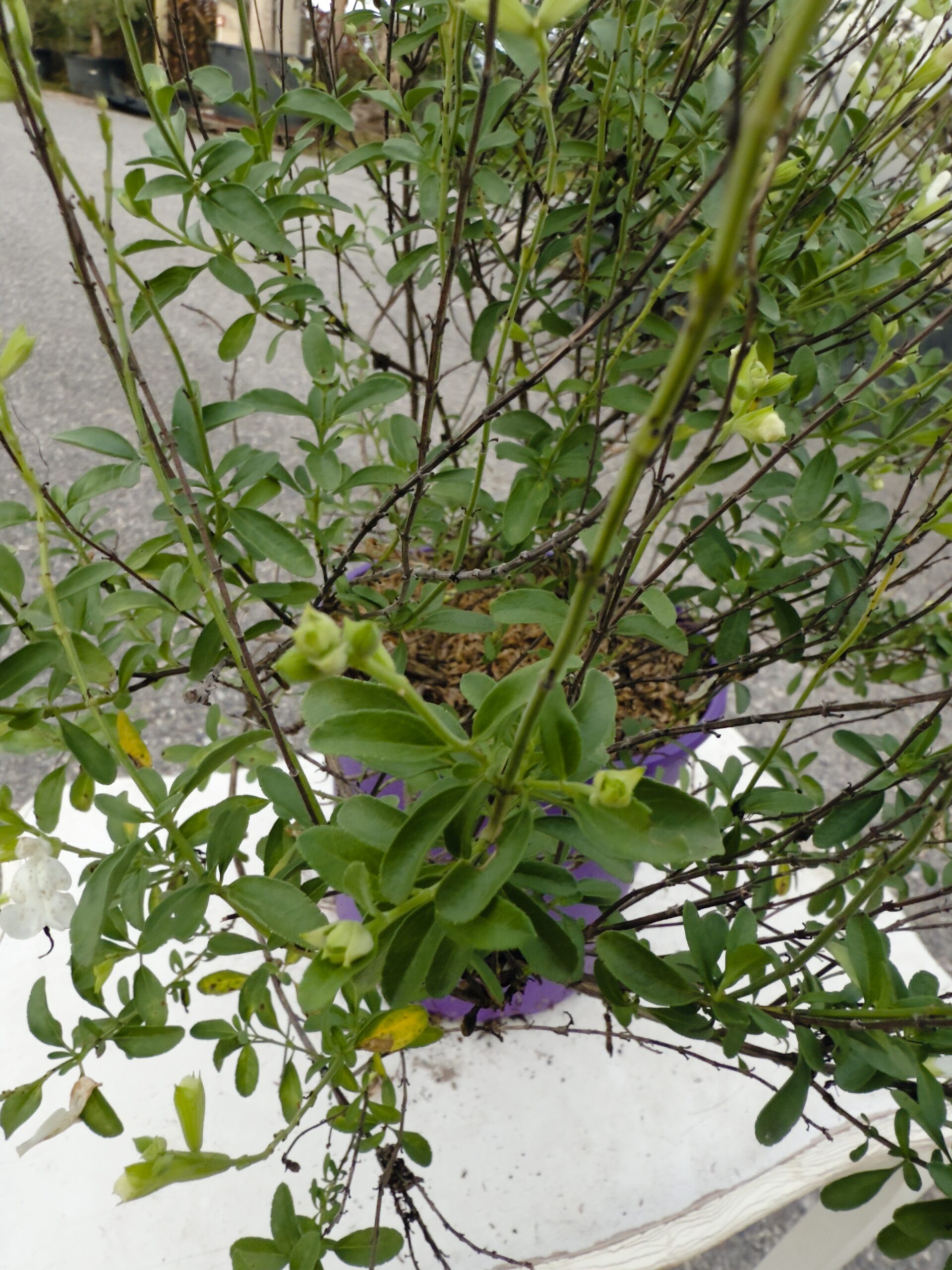 SALVIA GREGGII BIANCA