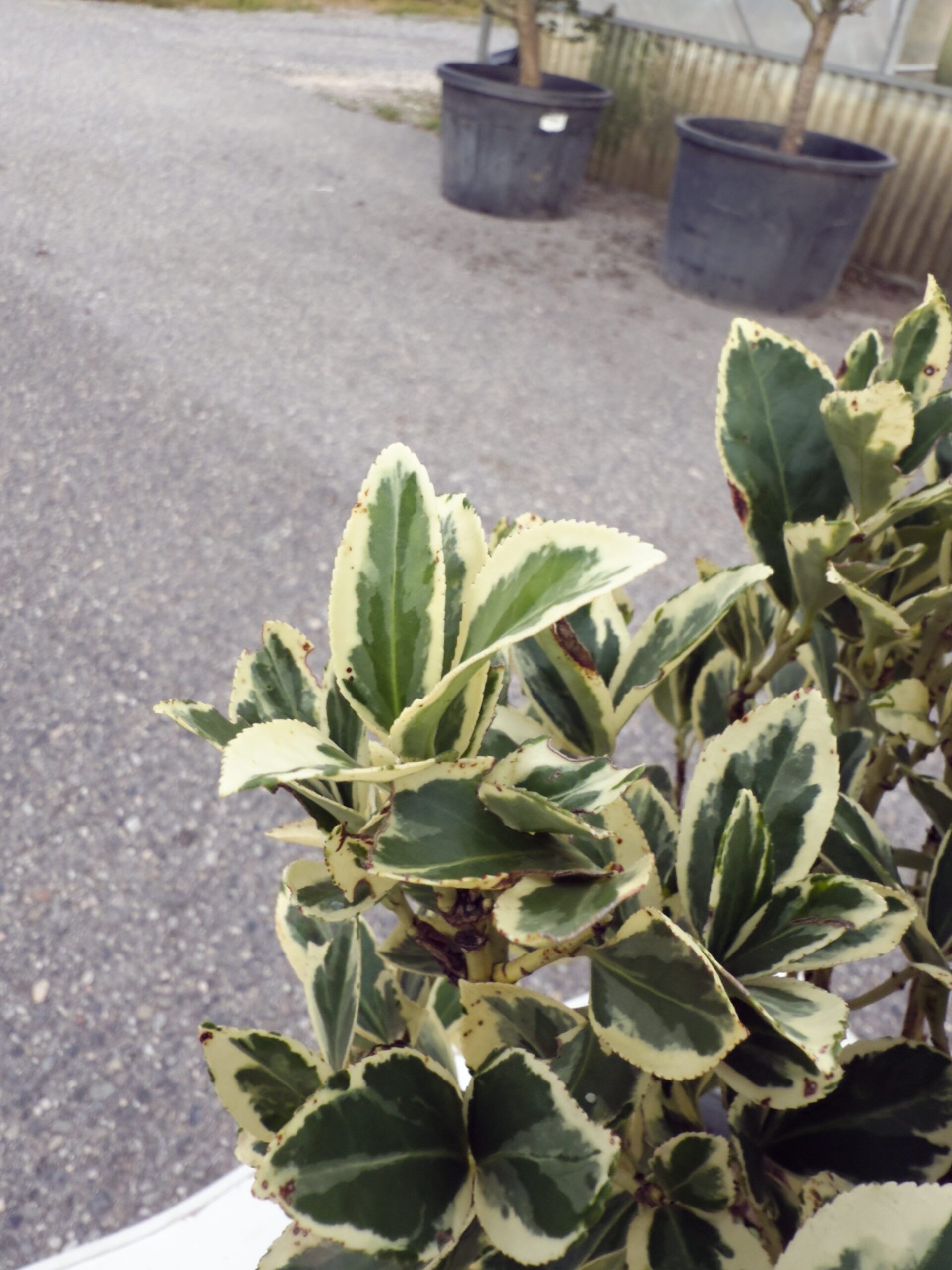 EUONYMUS VARIEGATO