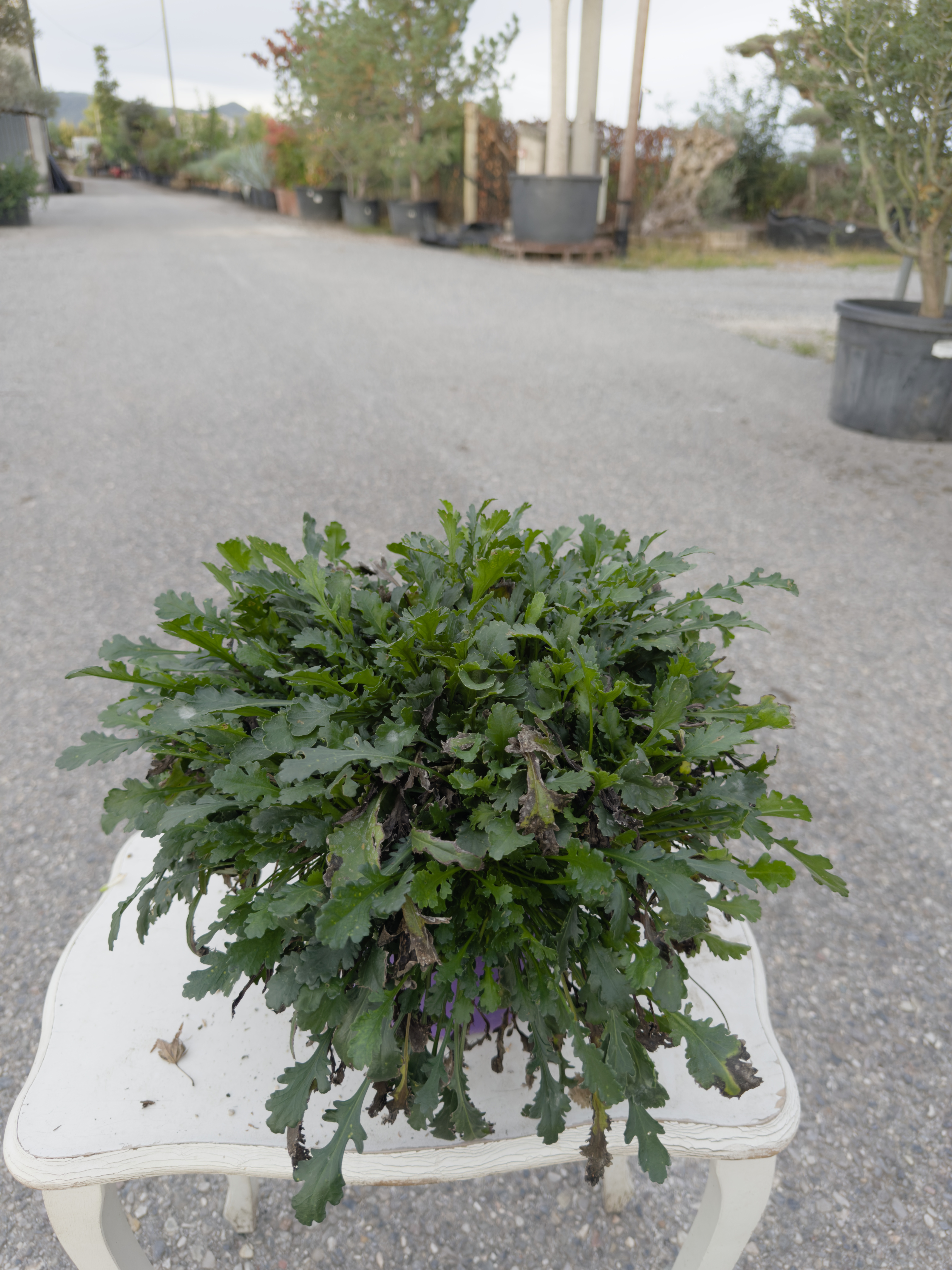 LEUCANTHEMUM MAXIMUM (MARGHERITA GIGANTE)