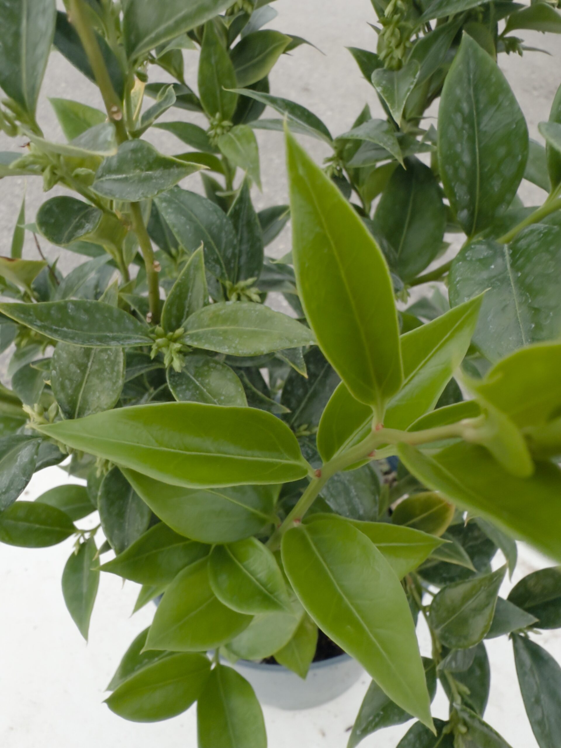 SARCOCOCCA