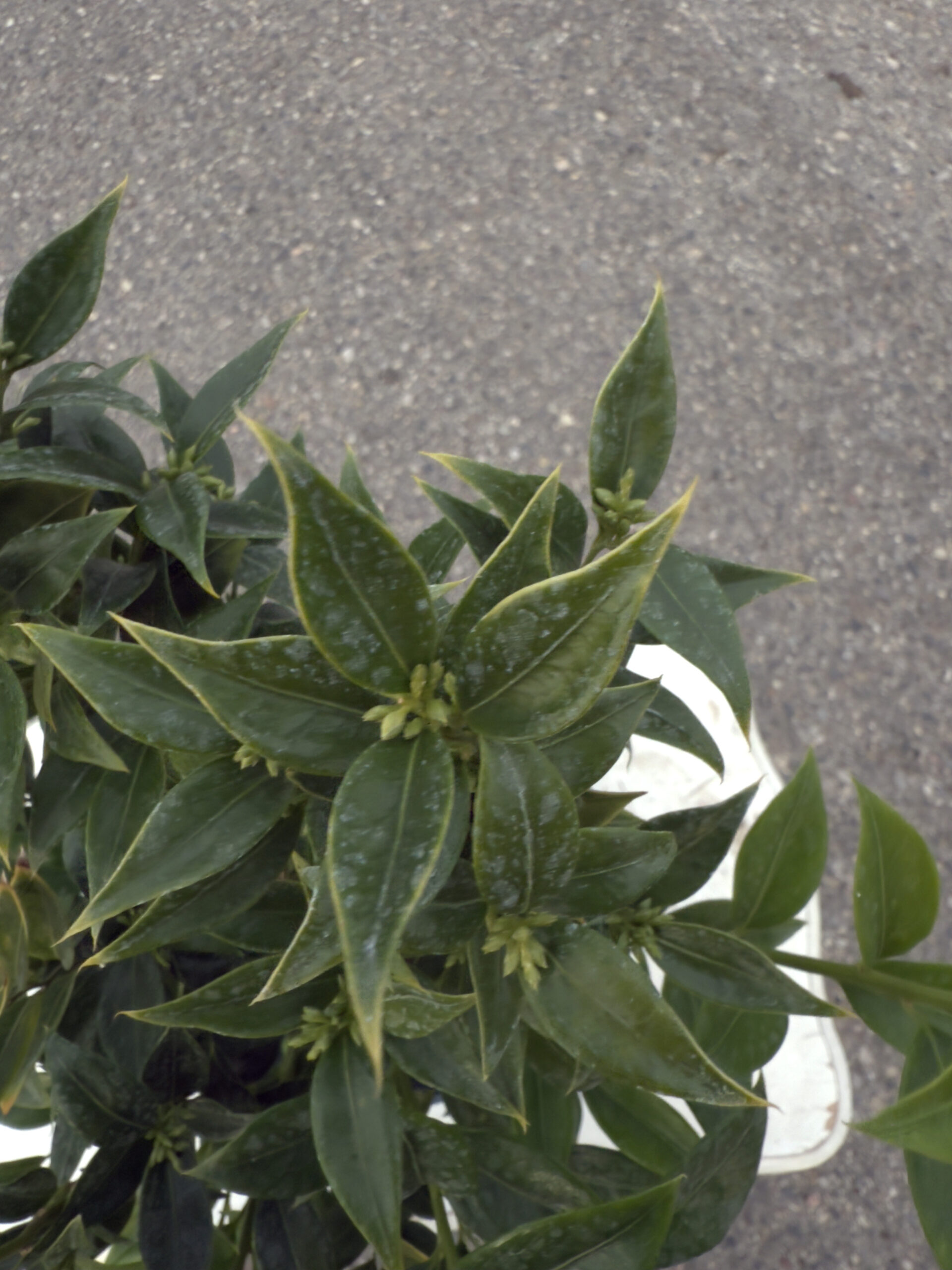 SARCOCOCCA