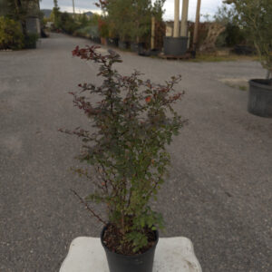 BERBERIS
