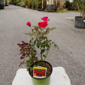 ROSA "KNOCK OUT" ROSSA