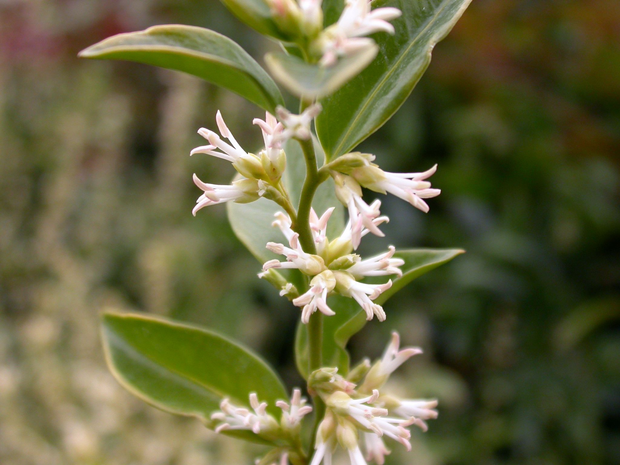 SARCOCOCCA