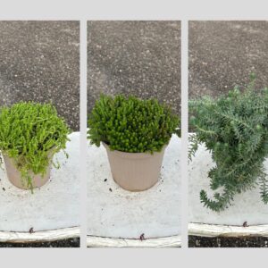 CASSETTA MISTA SUCCULENTE TAPPEZZANTI (X6)