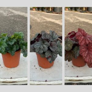 CASSETTA MISTA HEUCHERA AMERICANA (X6)