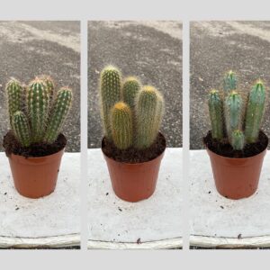 CASSETTA MISTA CACTUS (X3)