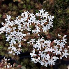 SEDUM ALBUM