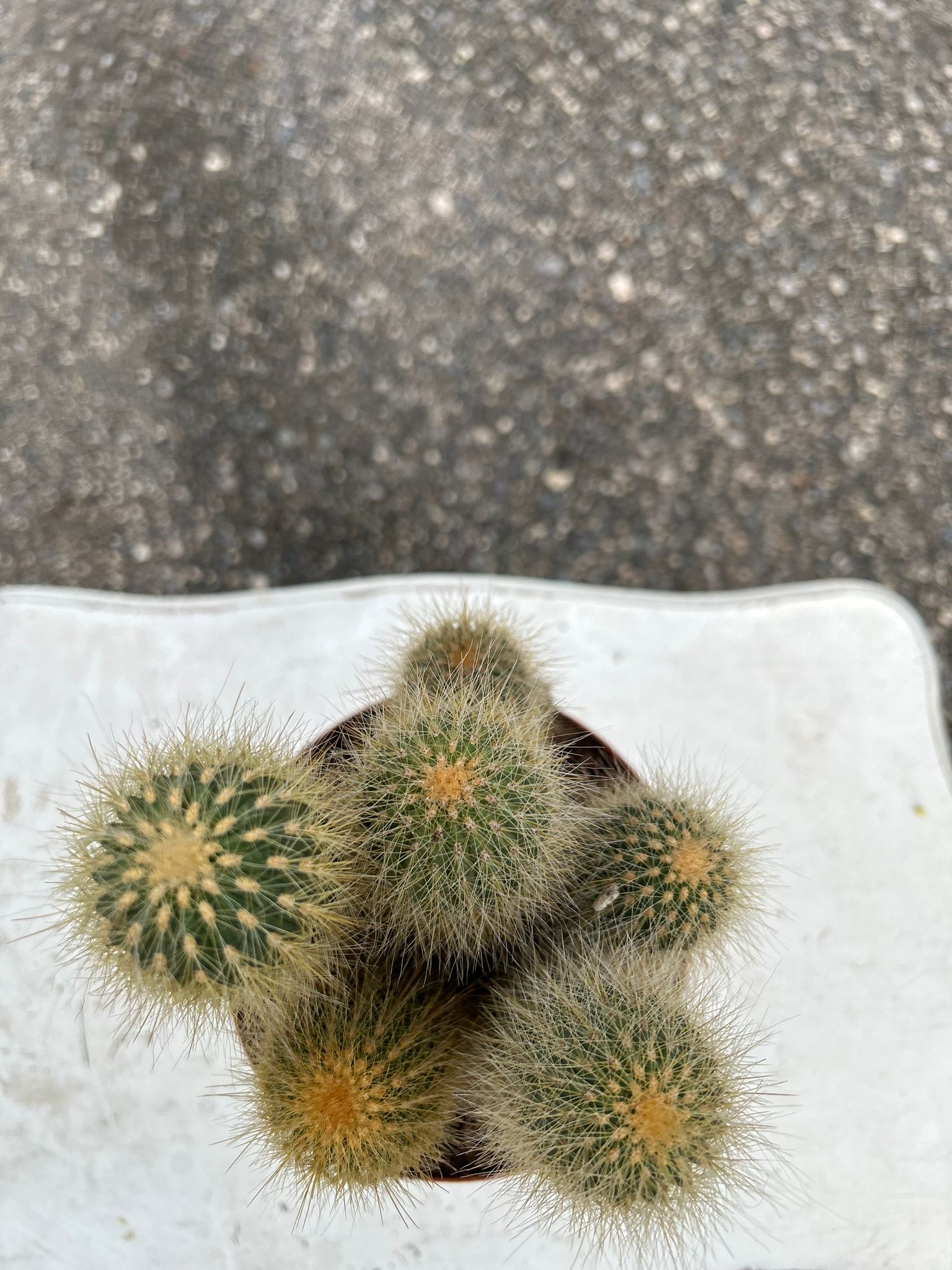 CACTUS (Vatricania guentheri)