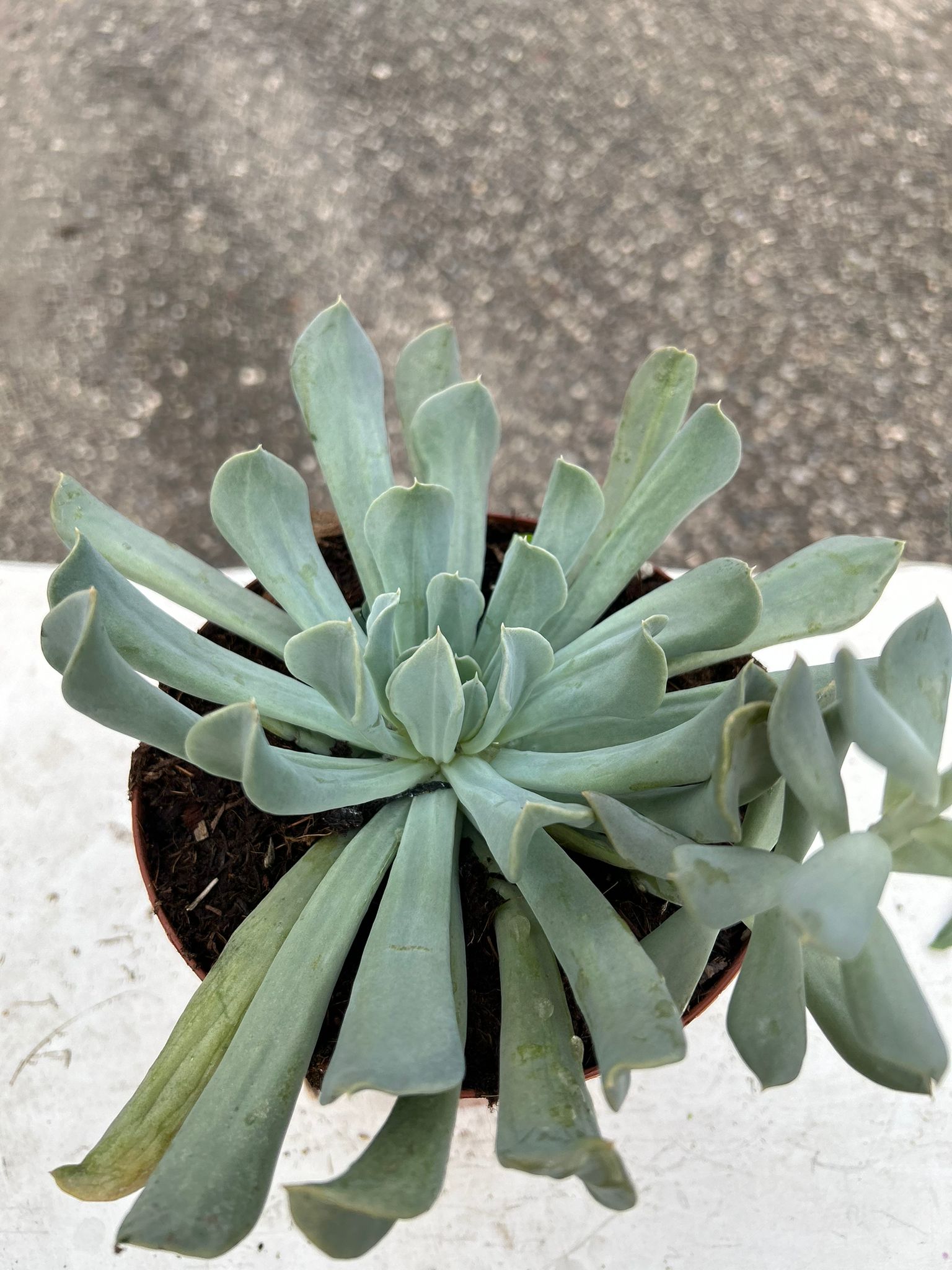 ECHEVERIA RUNYONII