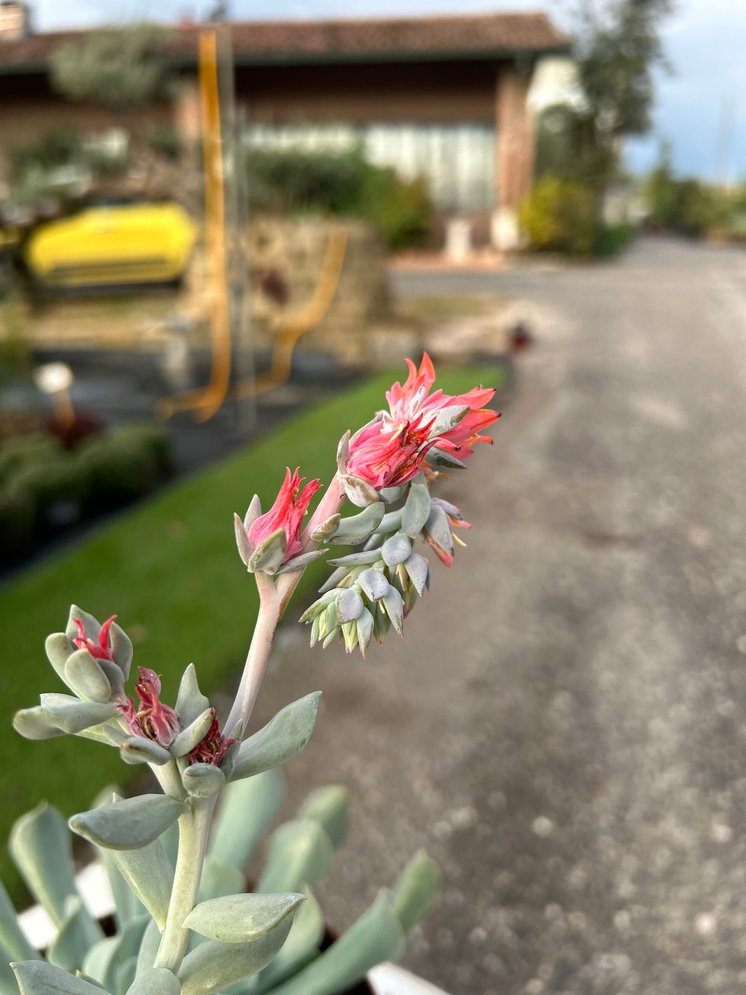ECHEVERIA RUNYONII