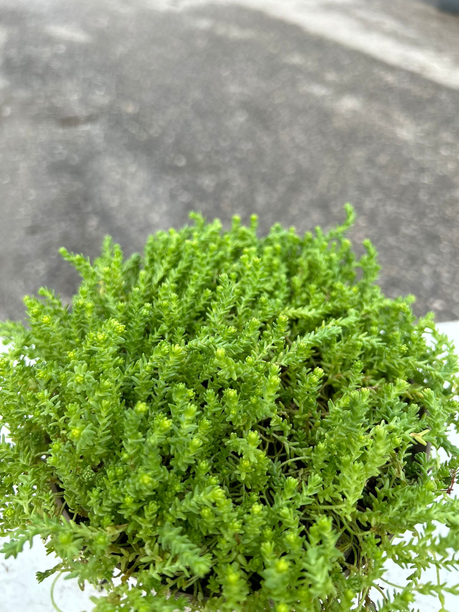 SEDUM SEXANGULARE