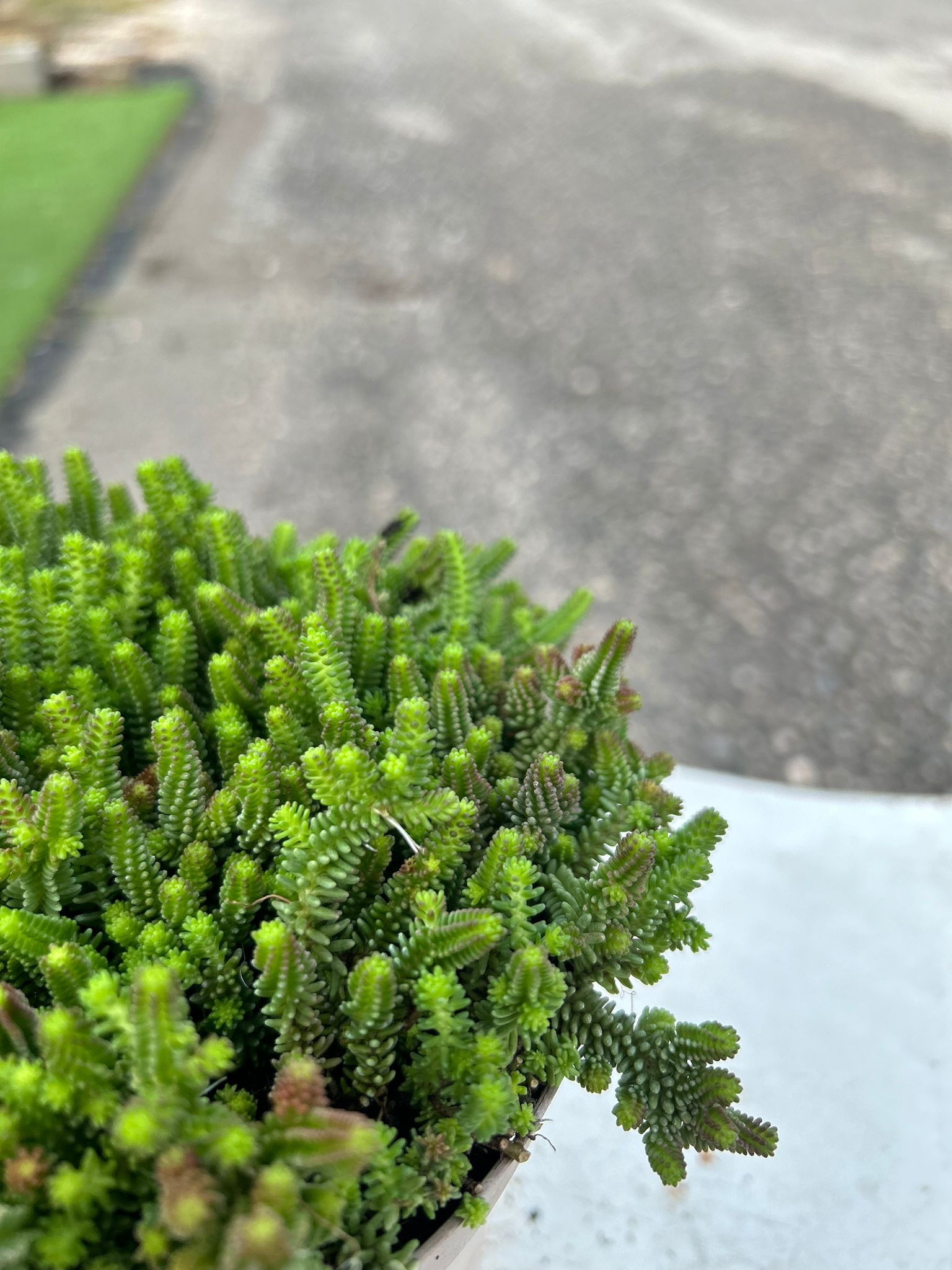 SEDUM SEXANGULARE L.