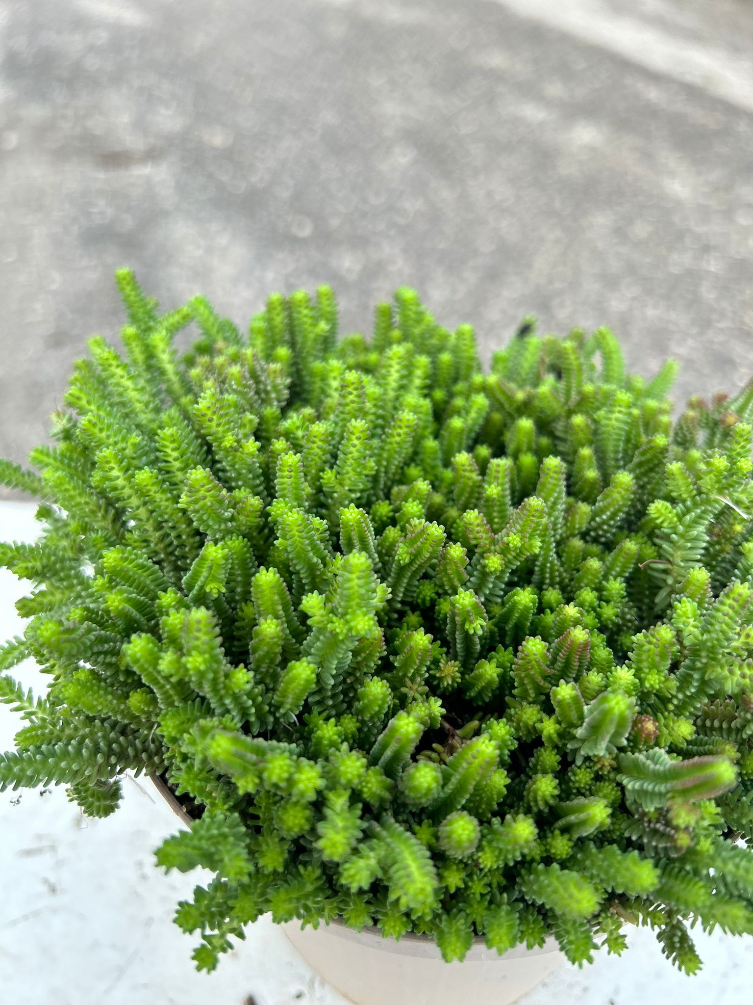 SEDUM SEXANGULARE L.