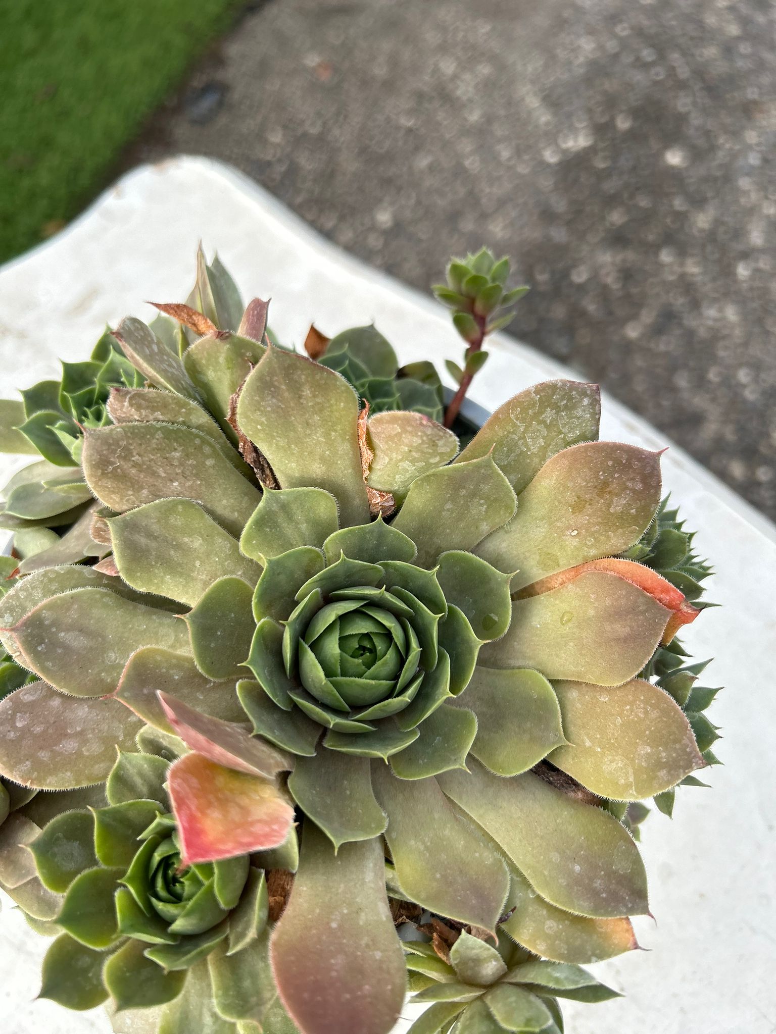 SEMPERVIVUM TECTORUM