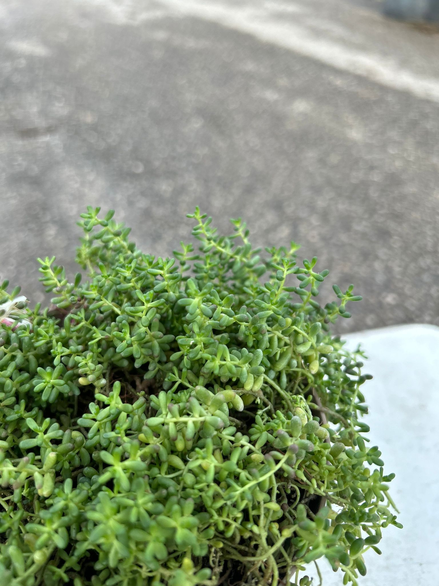 SEDUM ALBUM