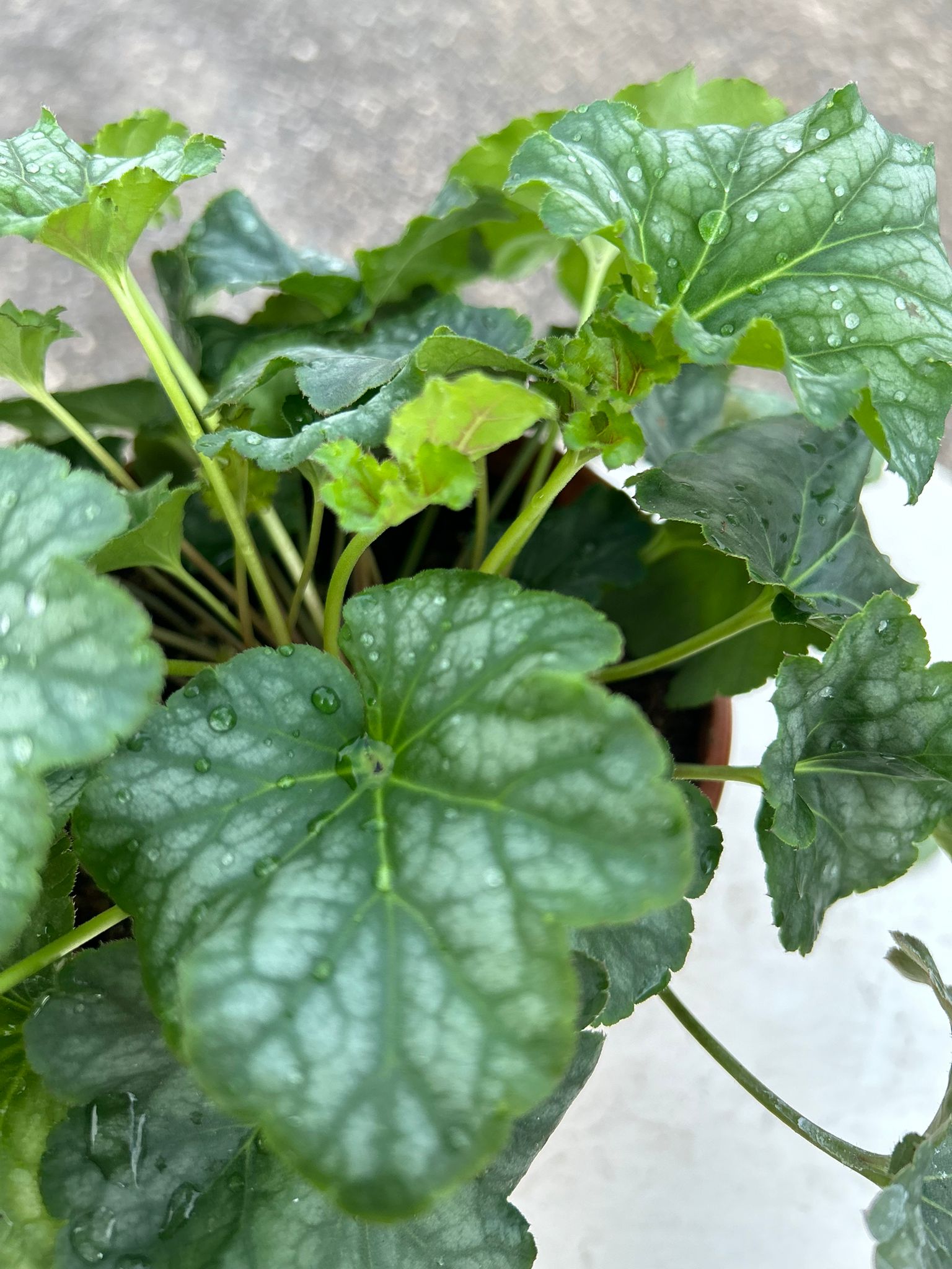 HEUCHERA AMERICANA VERDE