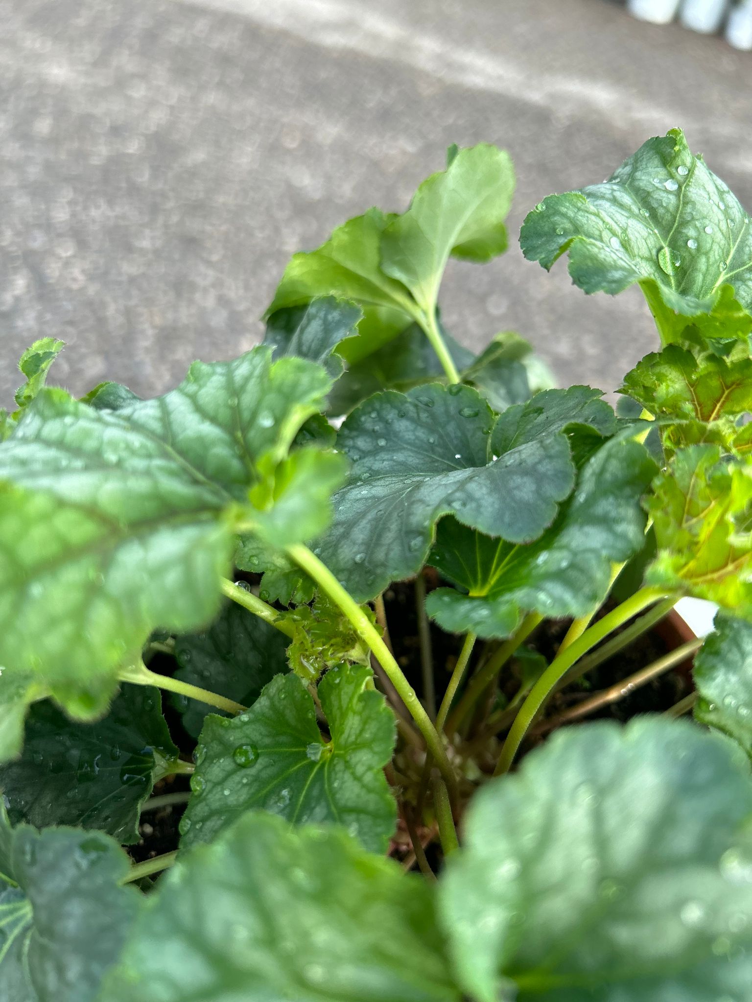 HEUCHERA AMERICANA VERDE