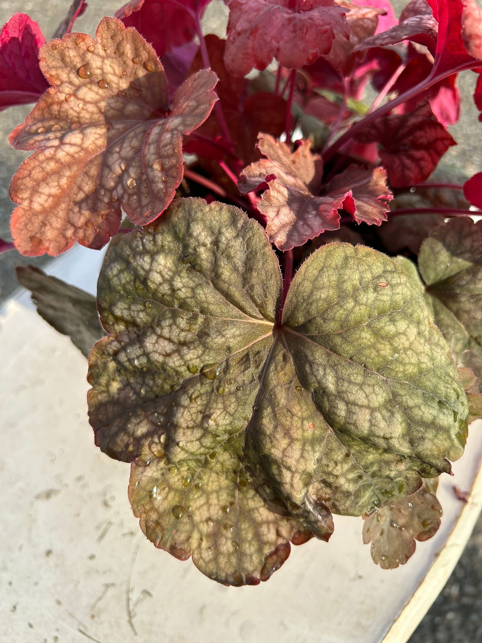 HEUCHERA AMERICANA