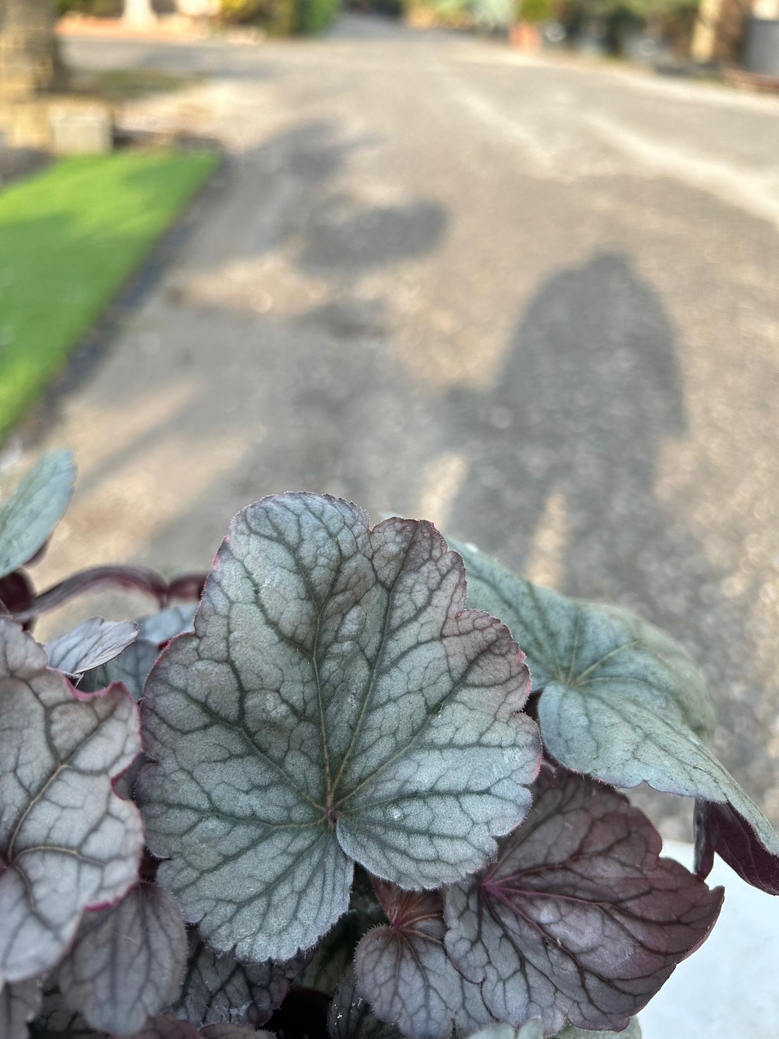 HEUCHERA AMERICANA BRUNATA