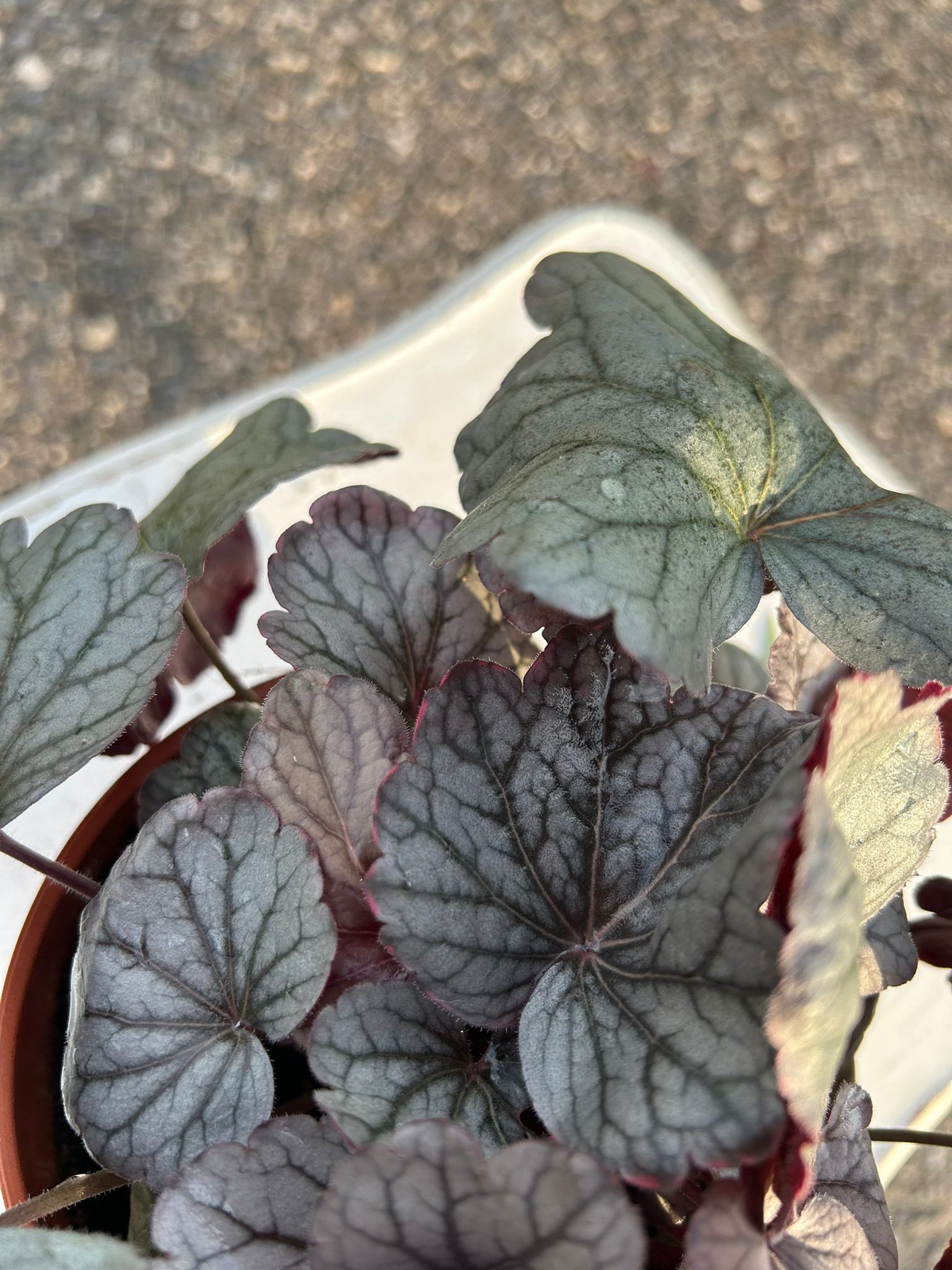 HEUCHERA AMERICANA BRUNATA
