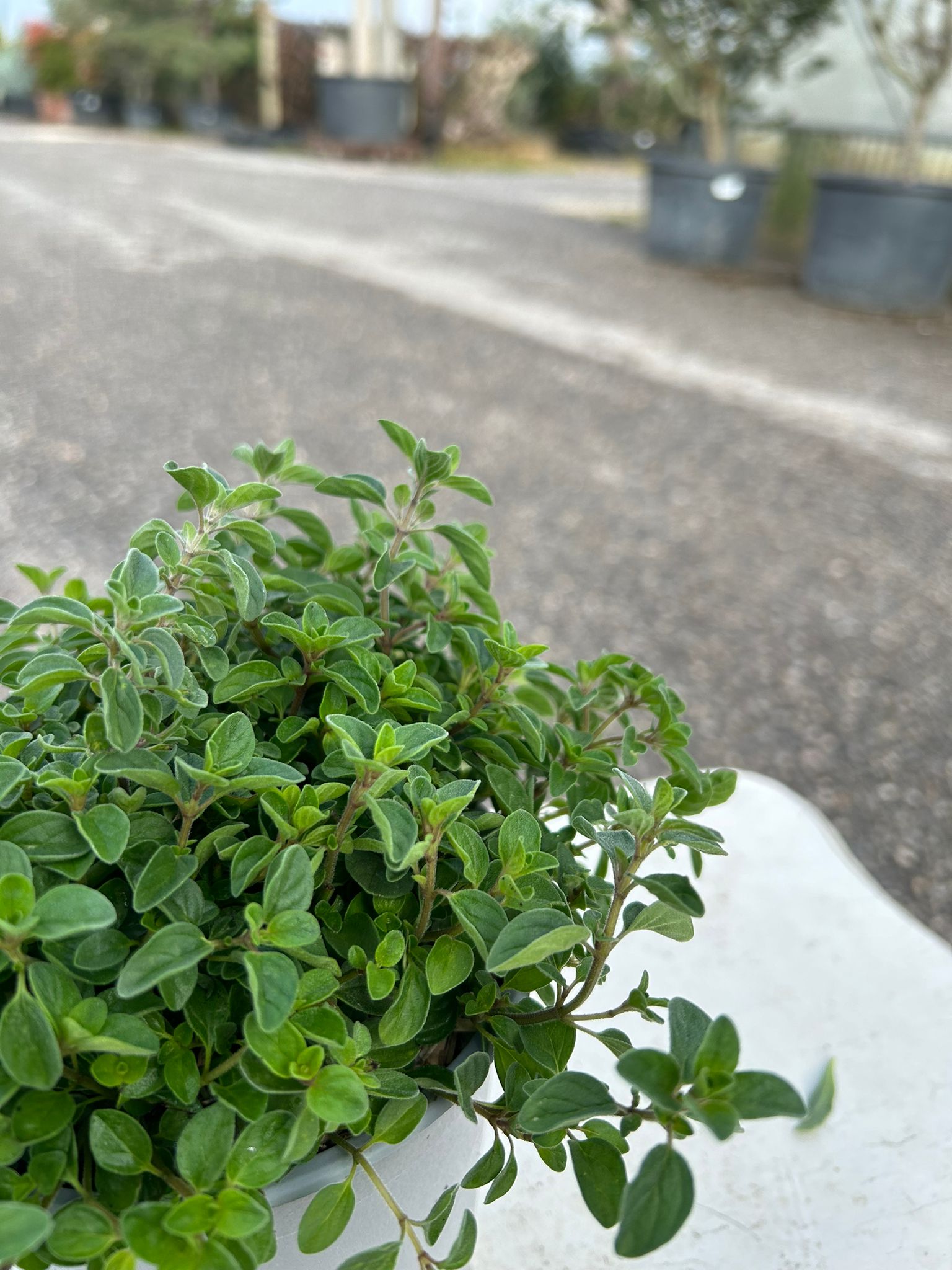 ORIGANO