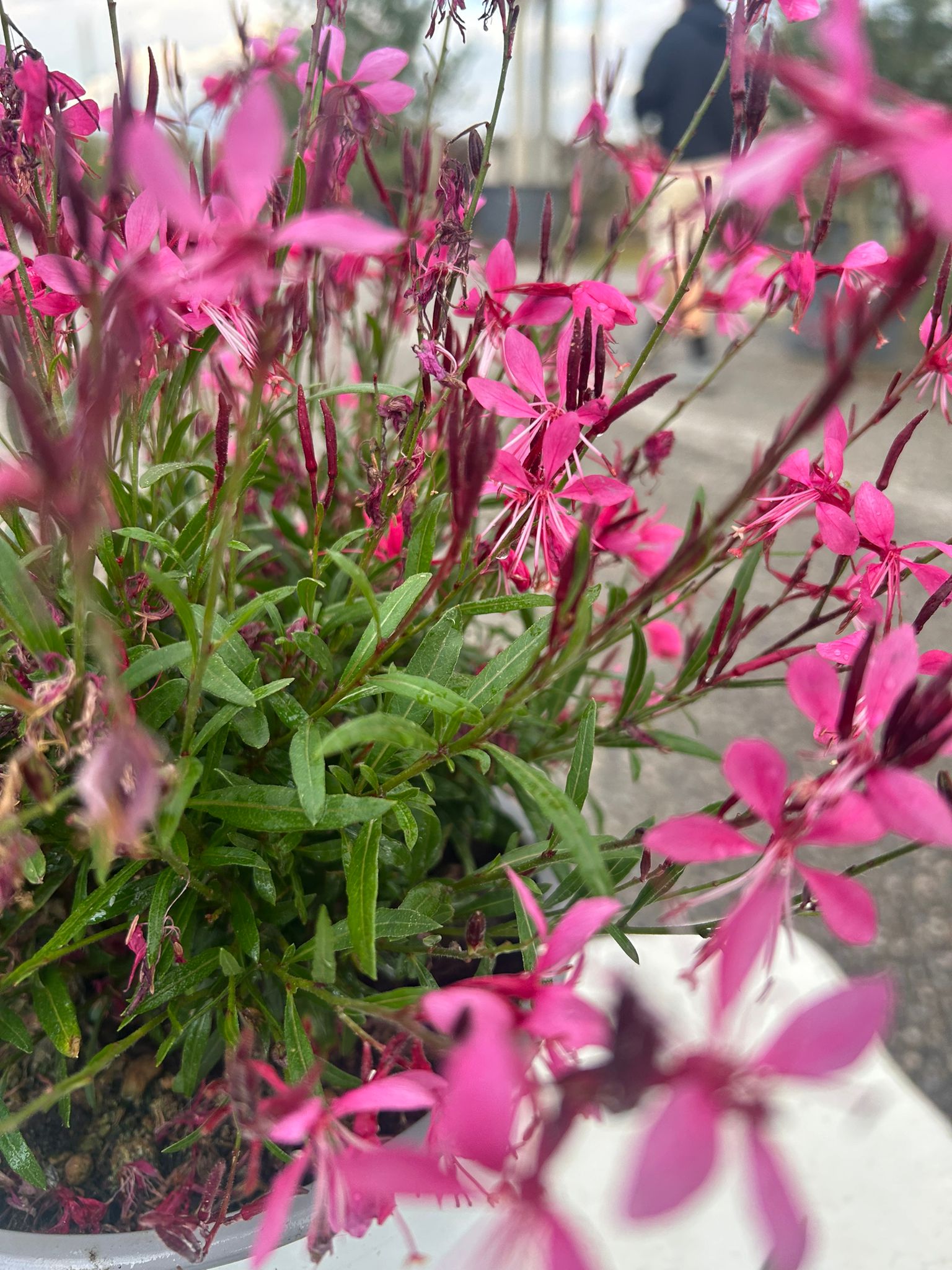 GAURA VIOLA